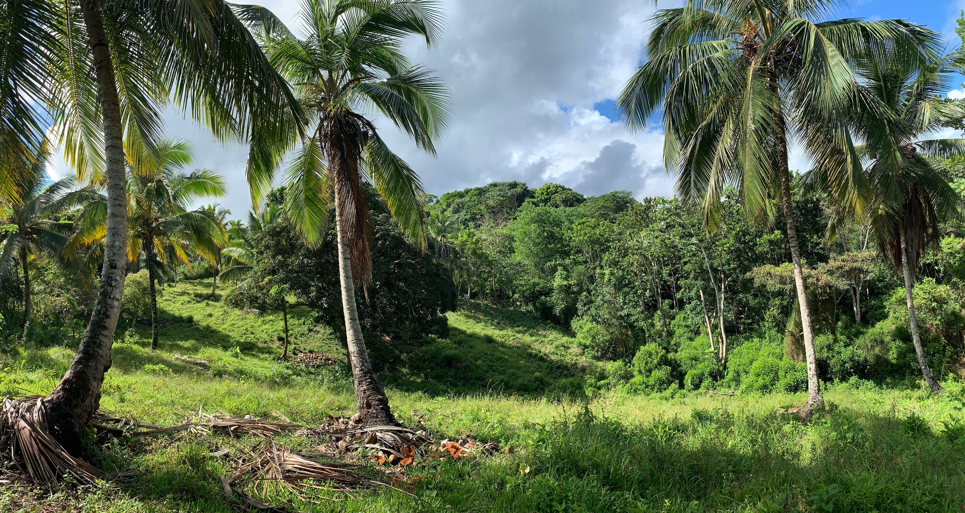 solares y terrenos - Finca de Coco de 121 tareas entre Samaná/El Limón y Las Terrenas  7