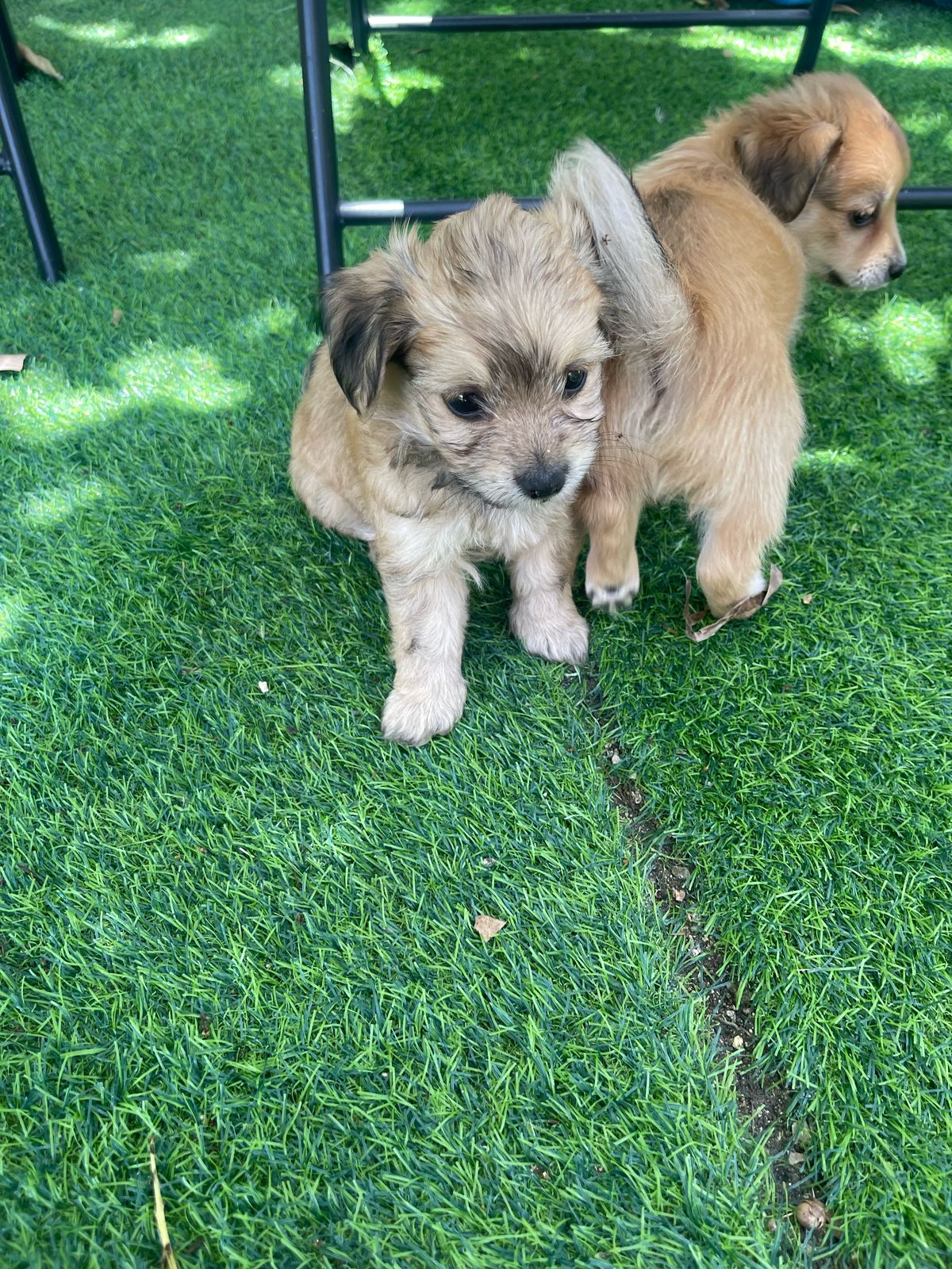 animales y mascotas - hermosos yorkipoo  nacidos 7 de marzo 2025 4