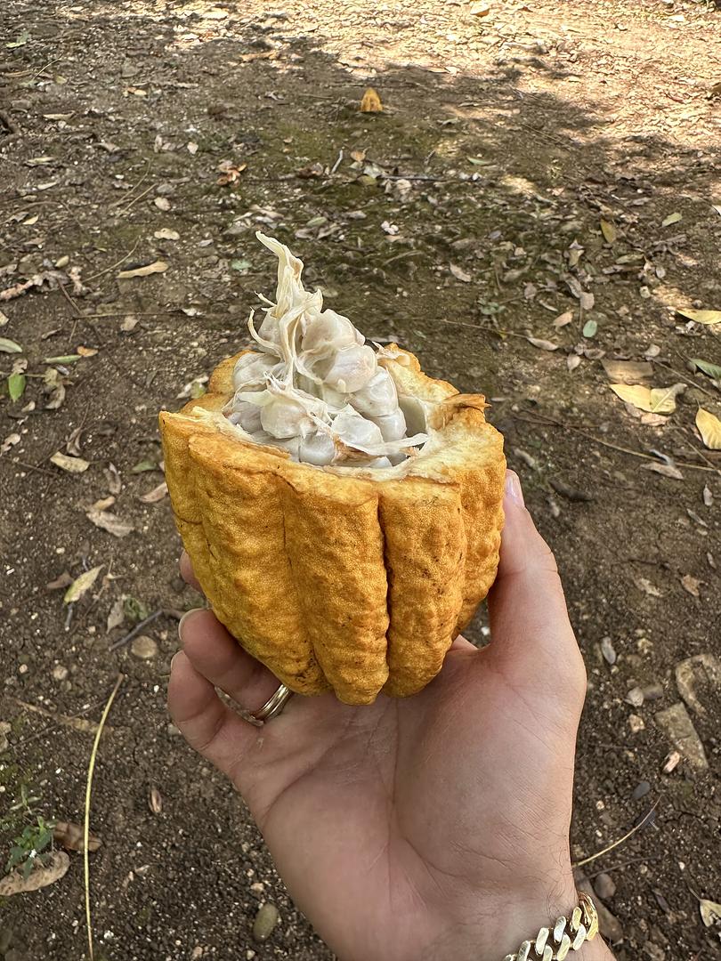 solares y terrenos - Finca Hacienda de Cacao  5