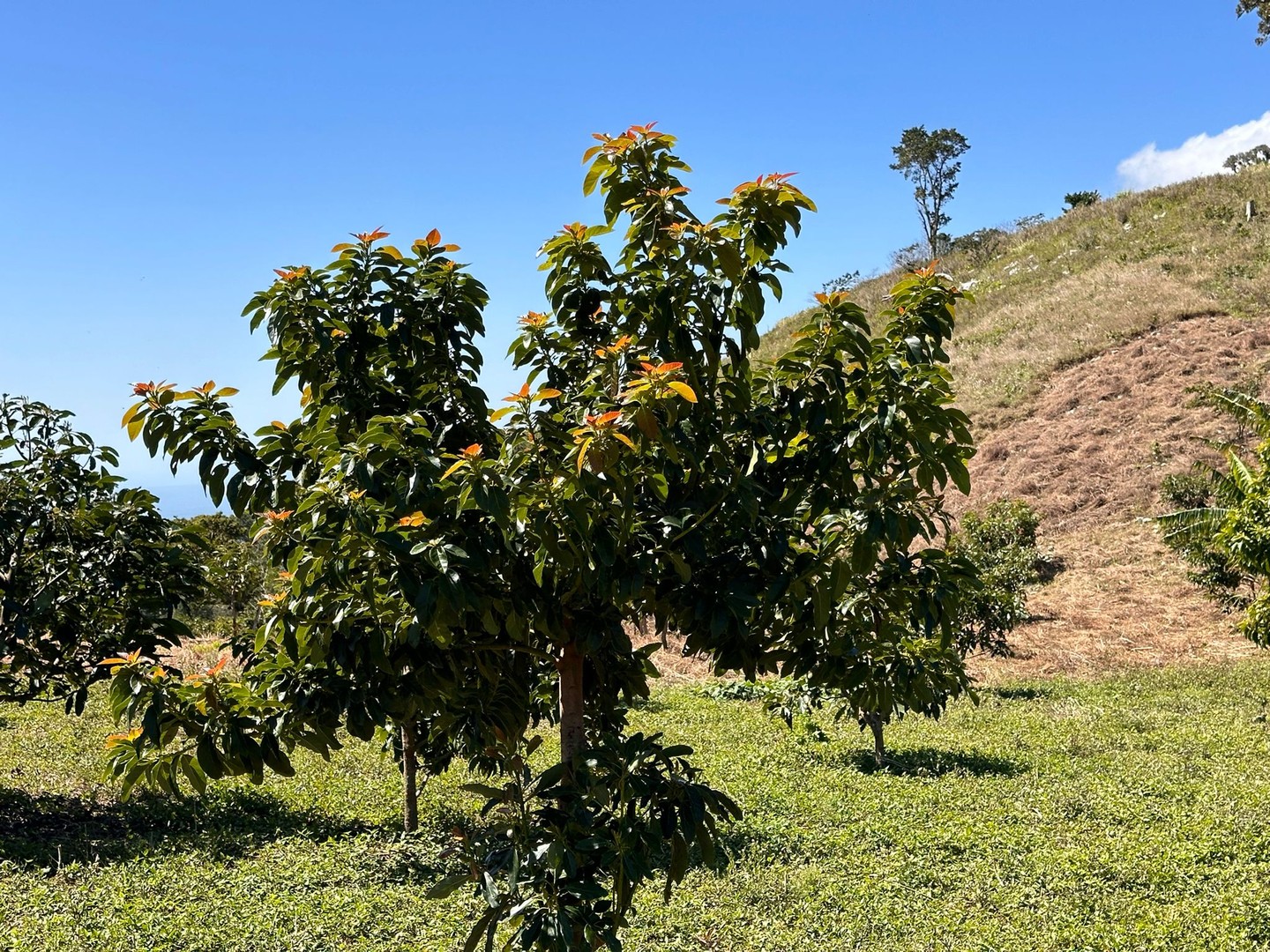 solares y terrenos - Vendo Oportunidad Finca De 132 Tareas Sembrada De Aguacate, Café, en Barahona 3