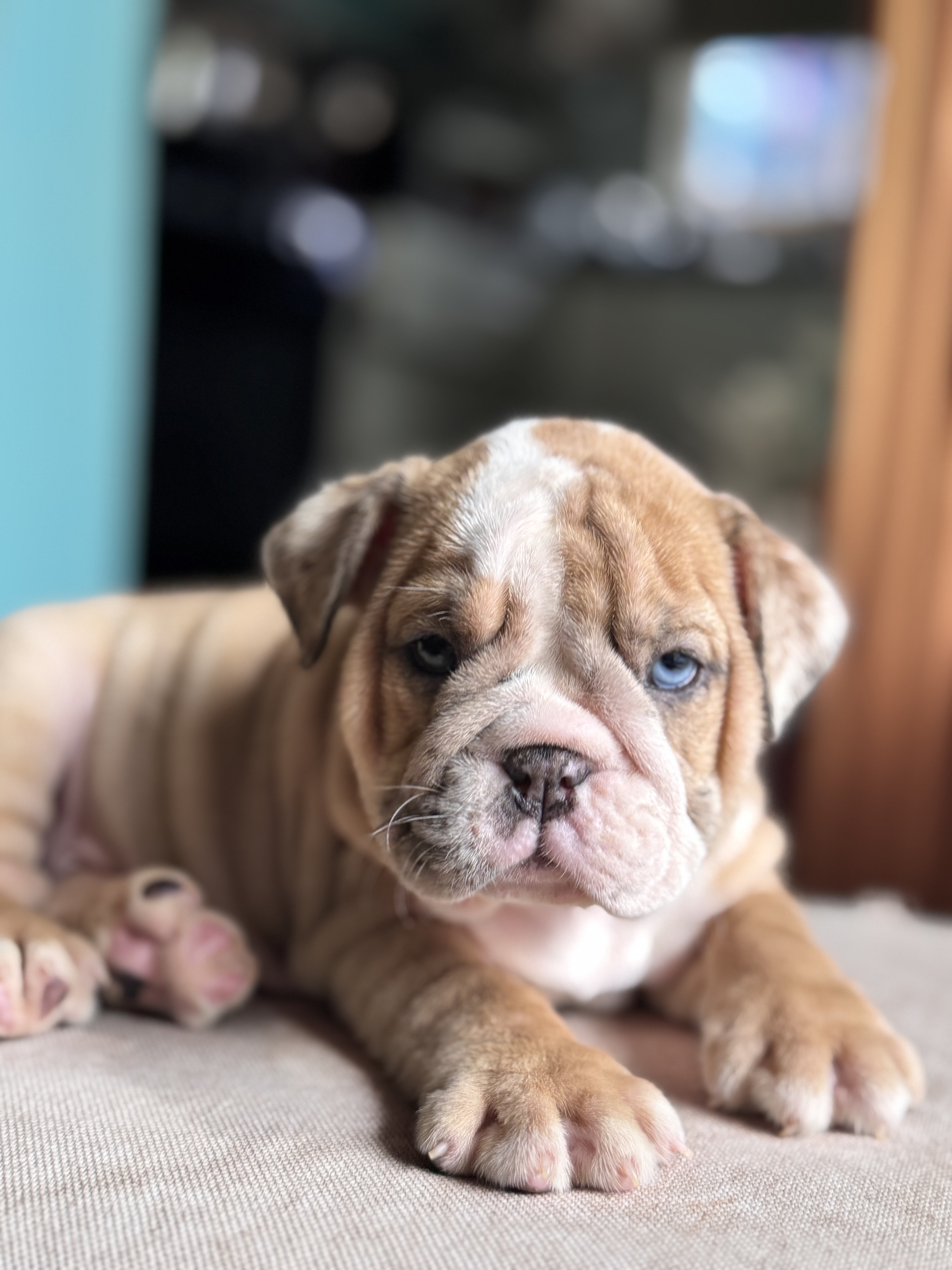 animales y mascotas - CACHORROS BULLDOG INGLES 5