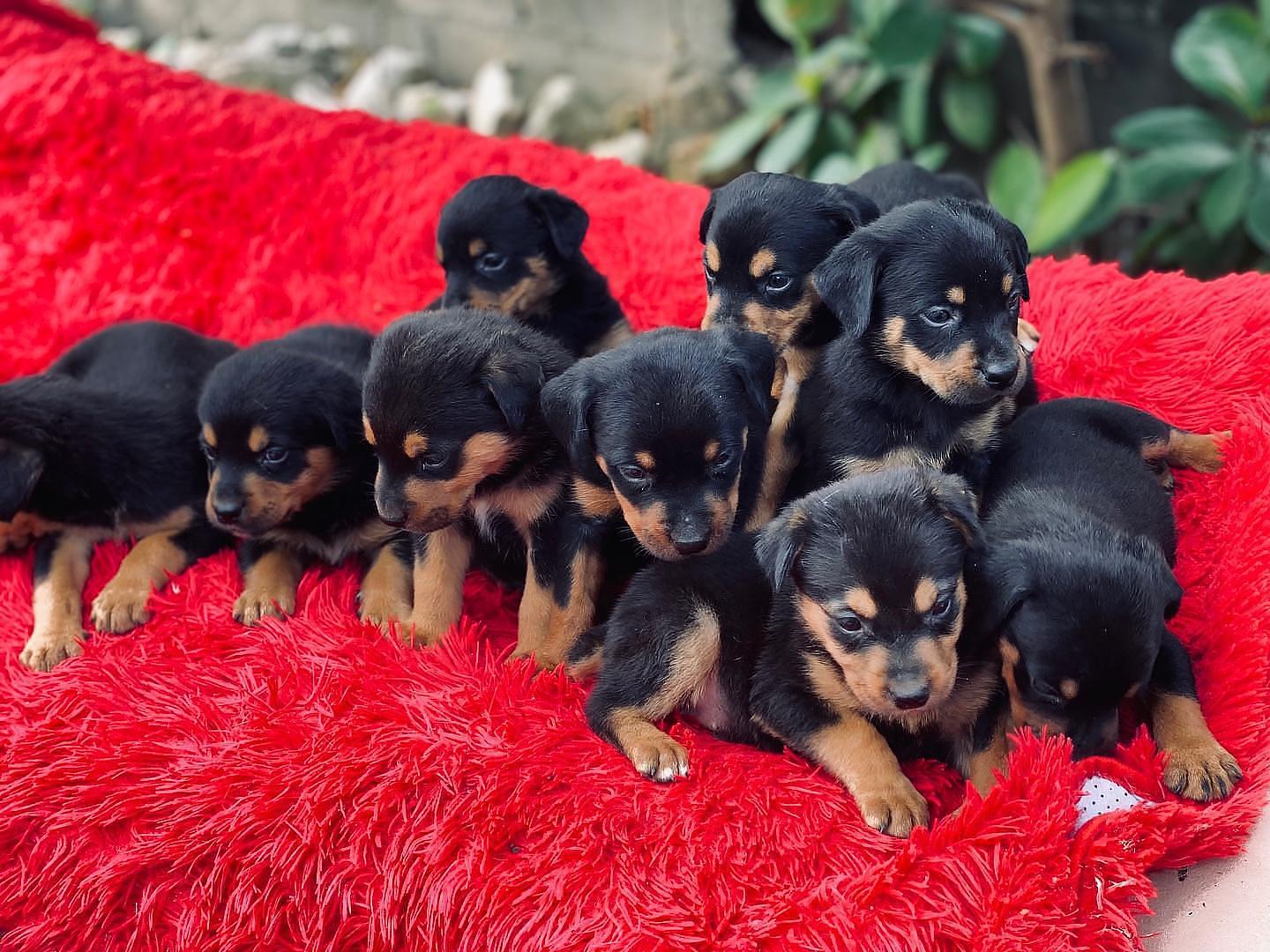 animales y mascotas - Perros rottweiler puros cachorros hembra y varones 100% puros   1