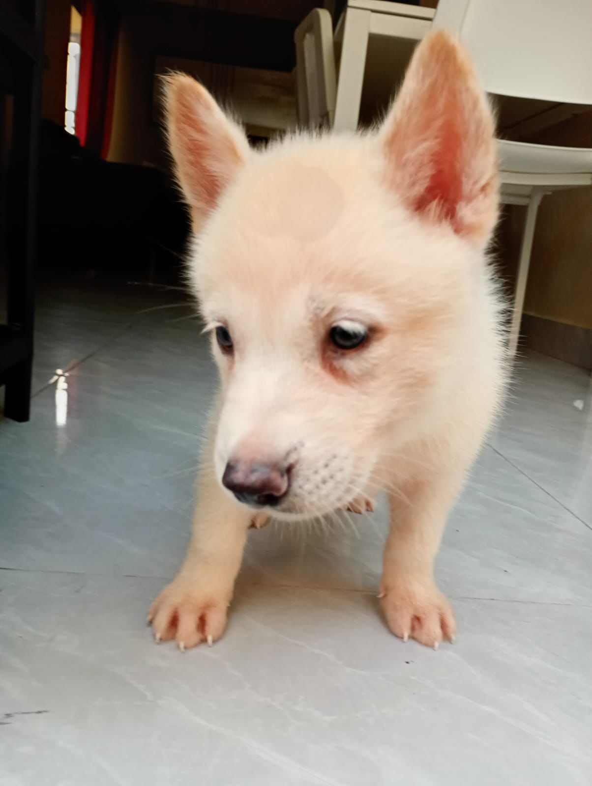 animales y mascotas - Cachorros Husky  12,000 5