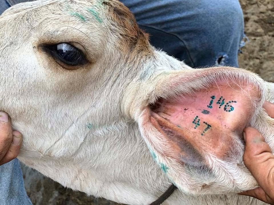 equipos profesionales - PINZA PARA NUMERAR CON TINTA CHINA ANIMALES COMO,  4