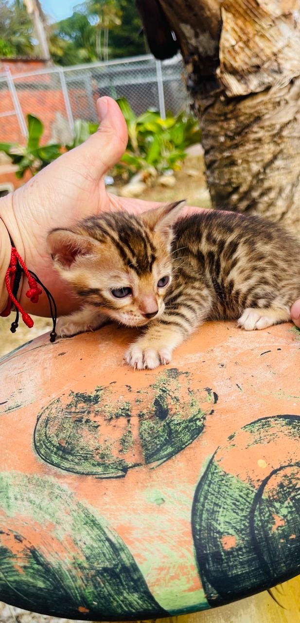 animales y mascotas - Gato Bengalí Hembra 0