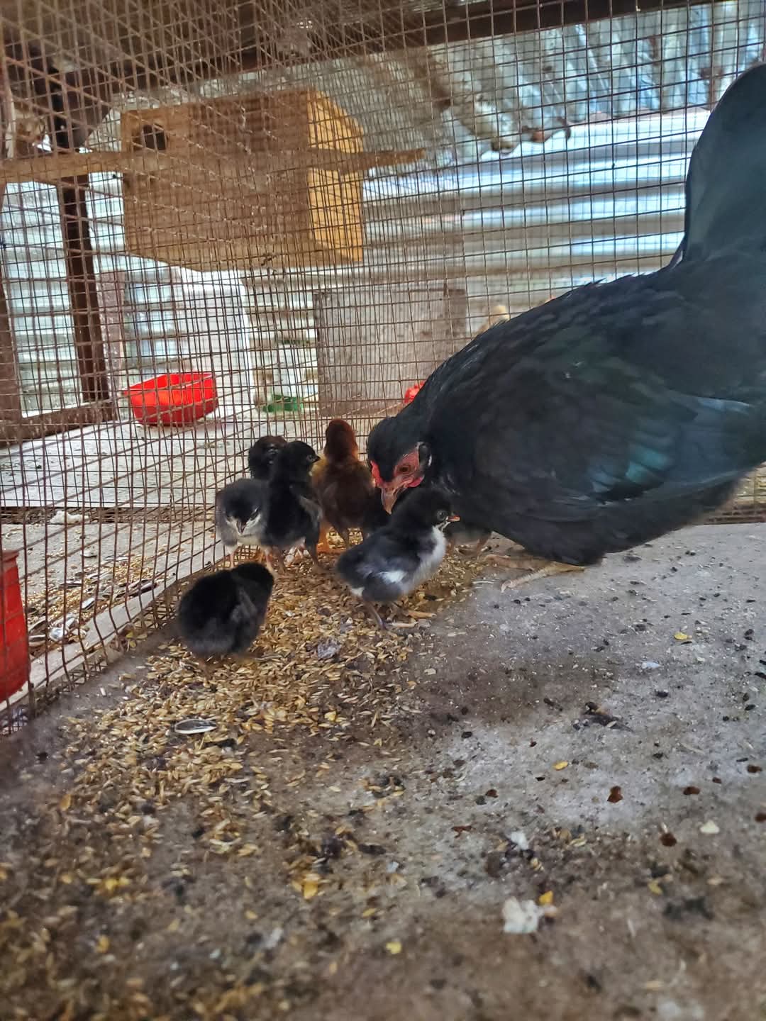 animales y mascotas - Gallinas Kiki disponible  0
