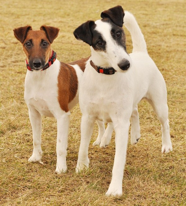 animales y mascotas - Perros Fox Terrier - Cachorros 0