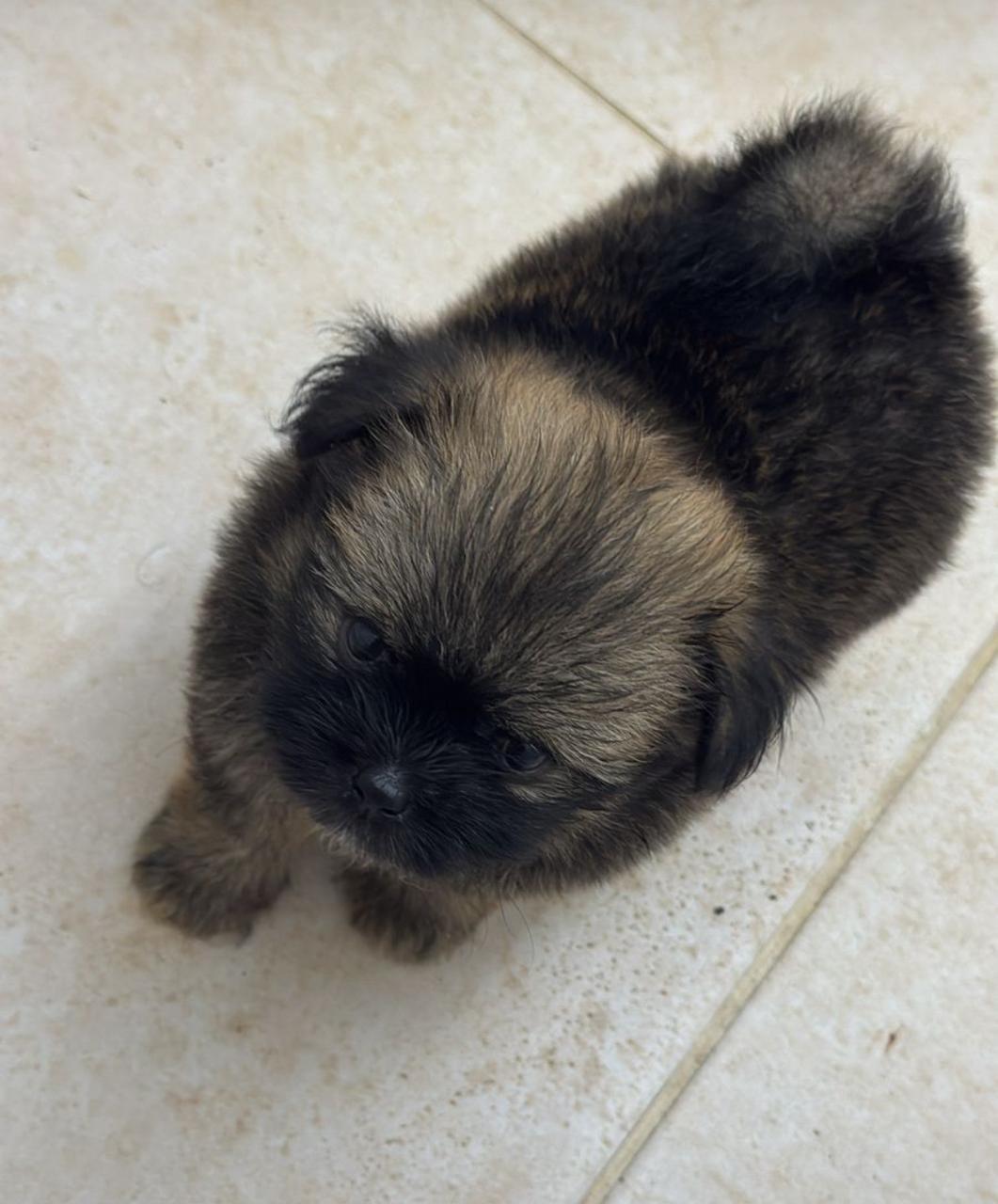 animales y mascotas - Vendo perrita negociable 0