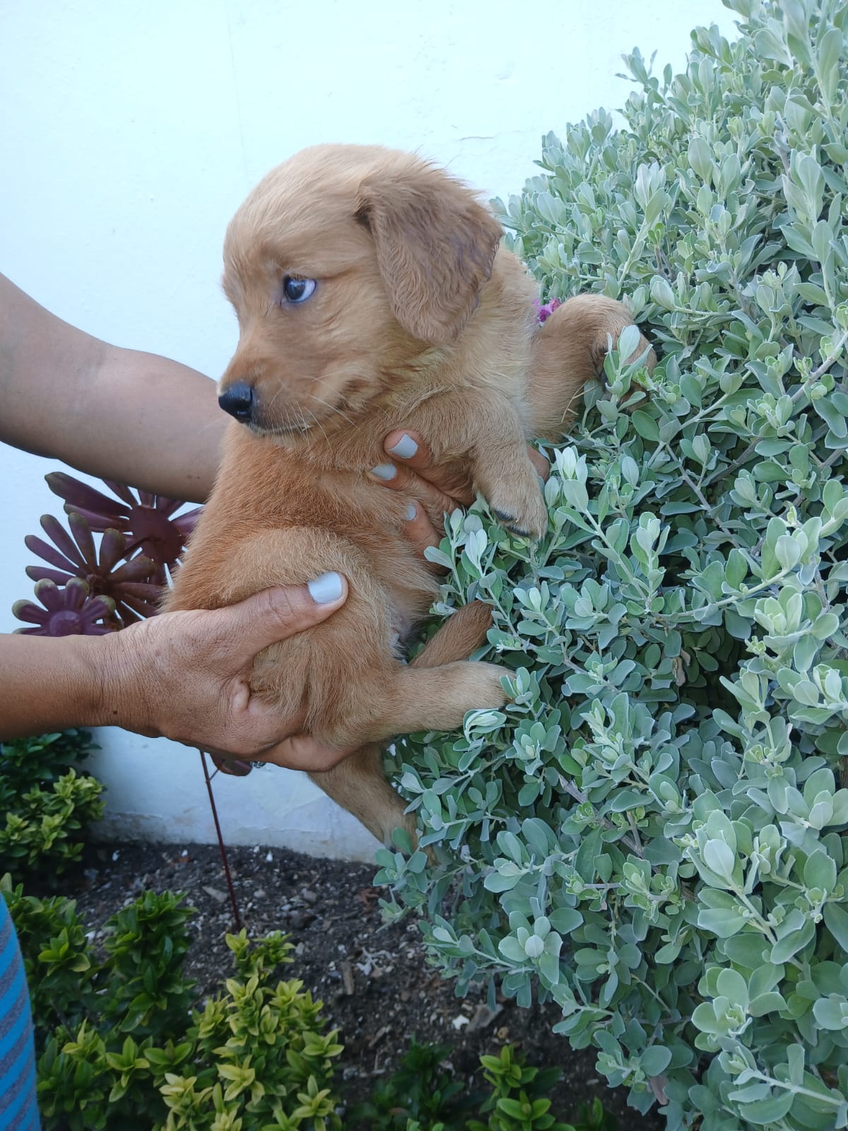 animales y mascotas - Hermoso golden retriever disponible son adorables 