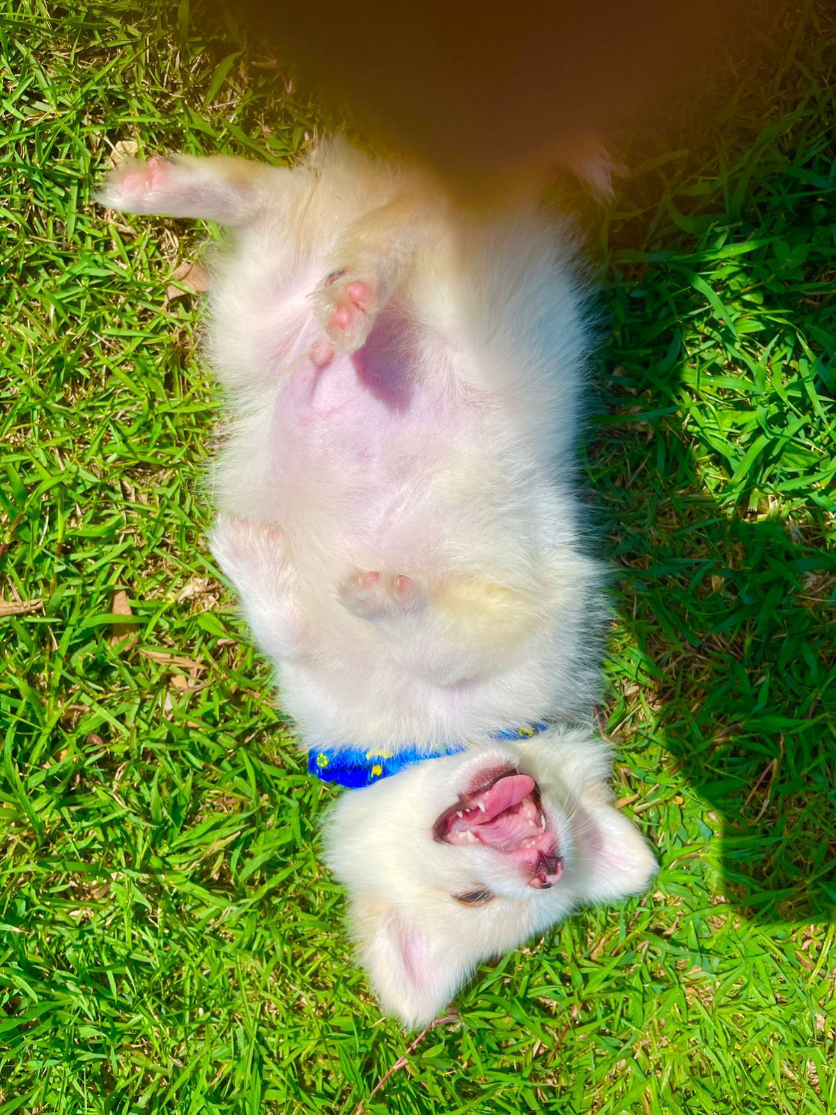animales y mascotas - Spitz Aleman/ Pomerania macho 6