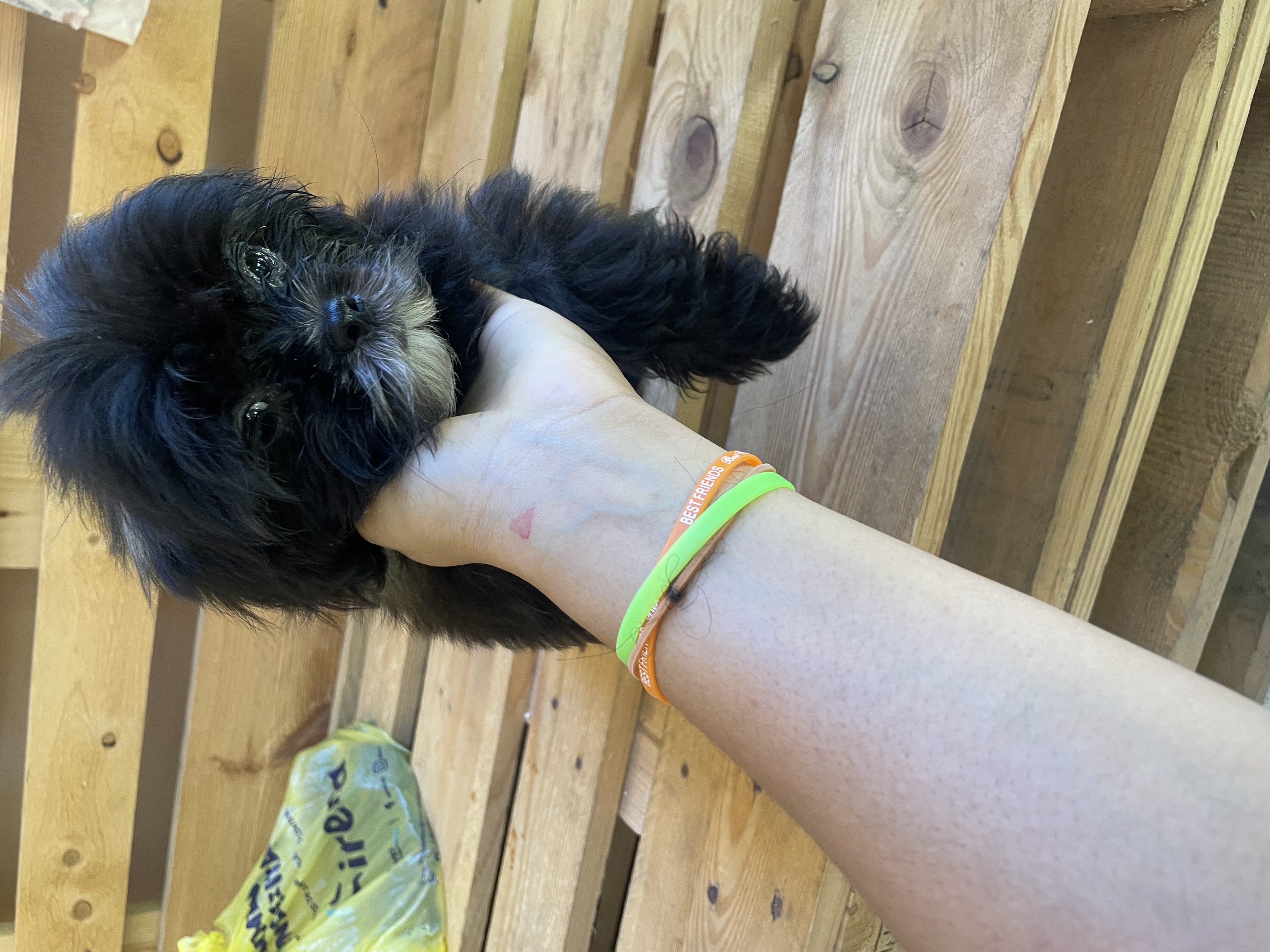 animales y mascotas - Shippo cachorro  2