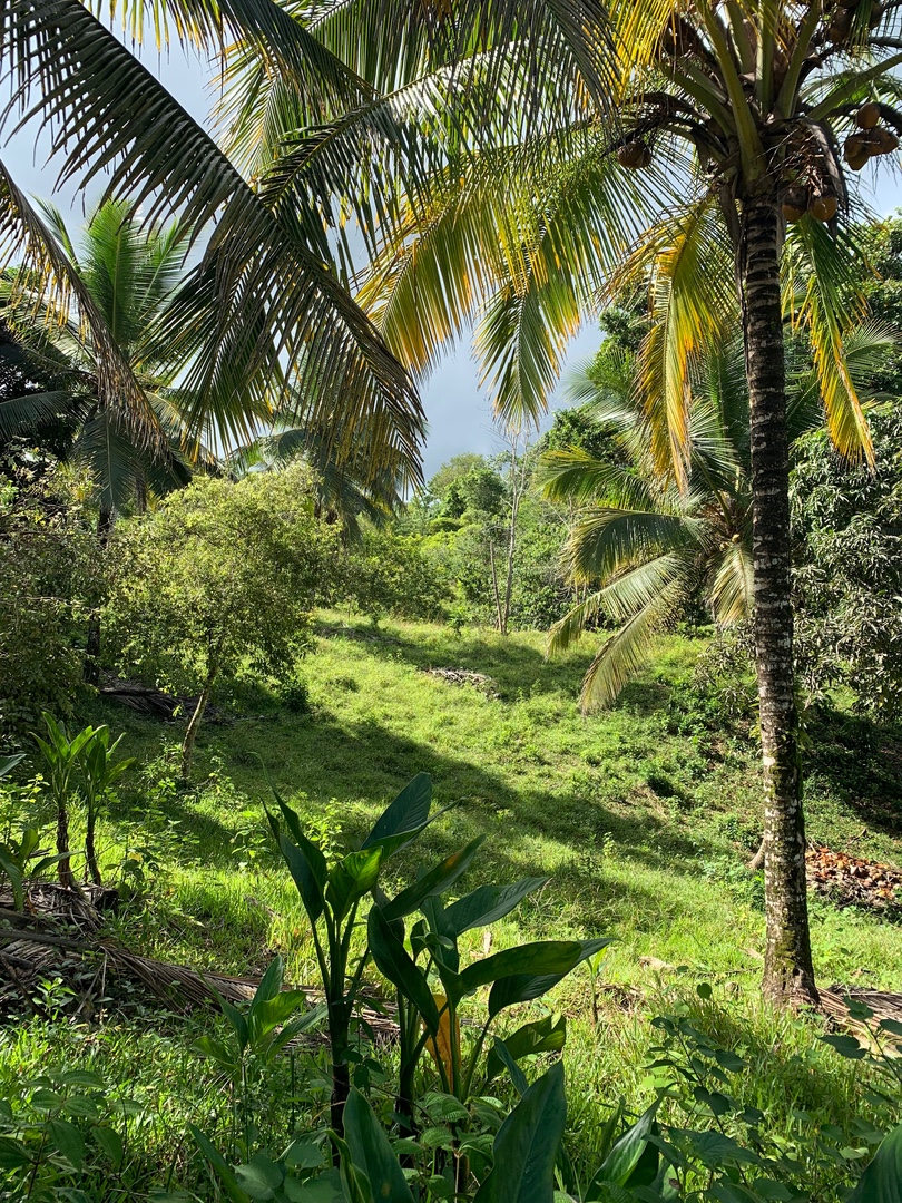 solares y terrenos - Finca de Coco de 121 tareas entre Samaná/El Limón y Las Terrenas  8