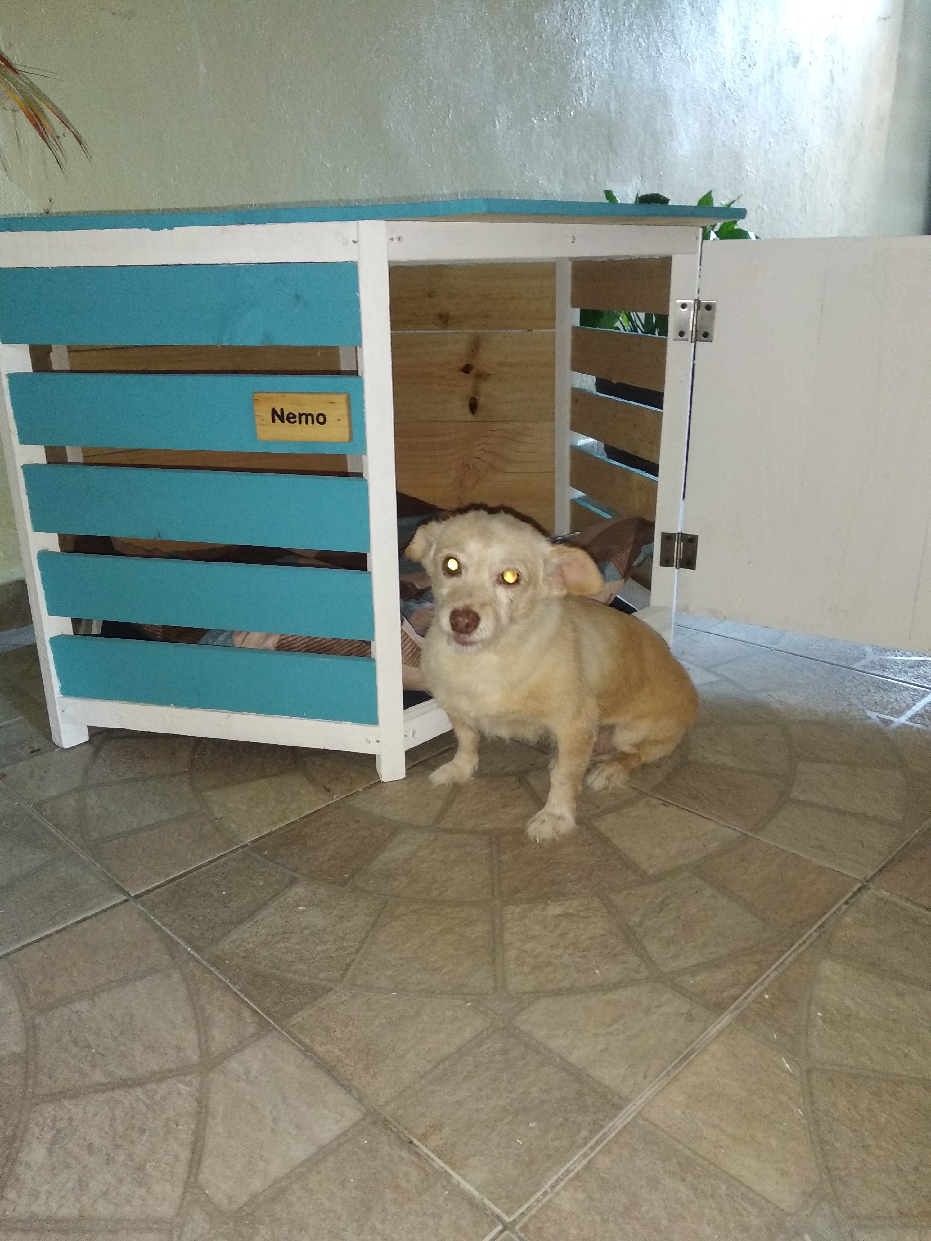 animales y mascotas - Se vende casita de perro en madera 2