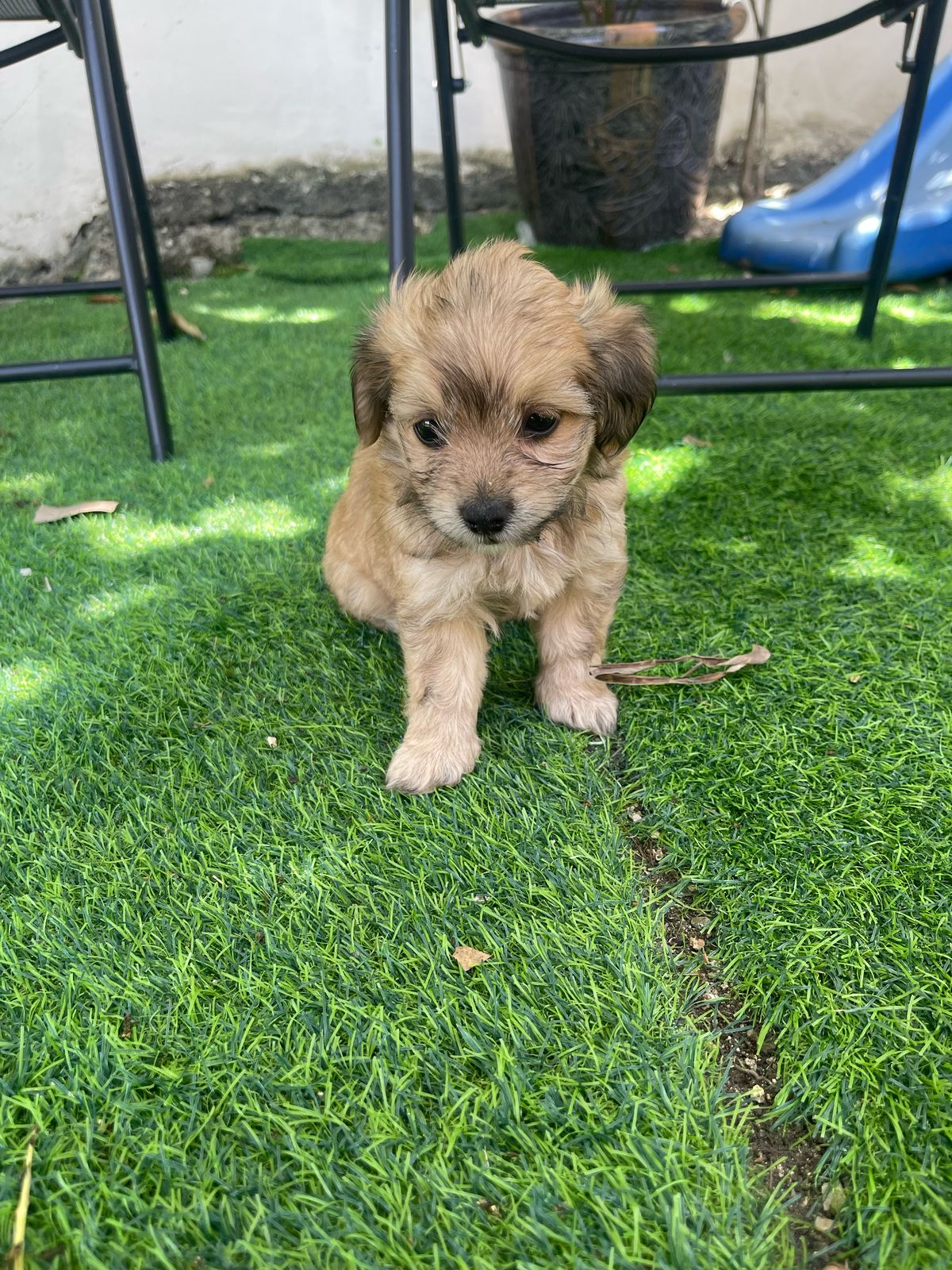 animales y mascotas - hermosos yorkipoo  nacidos 7 de marzo 2025 5
