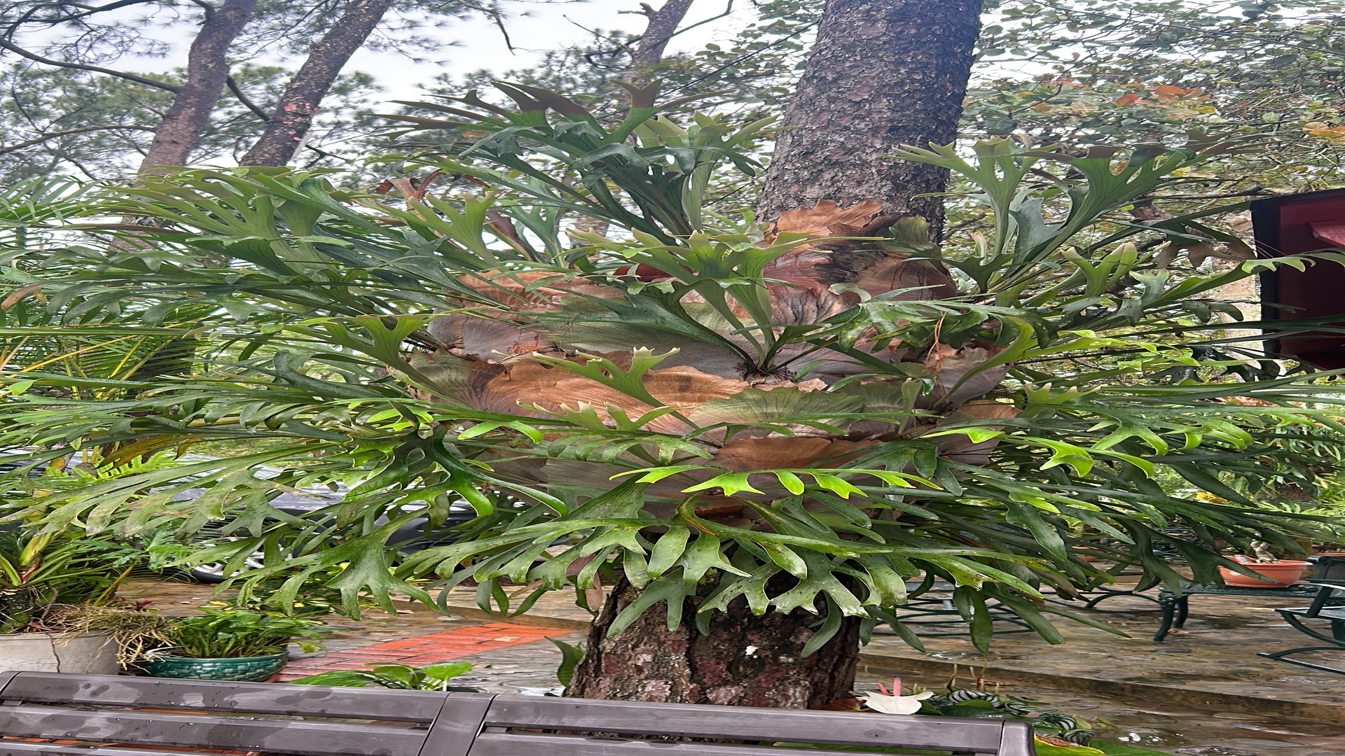 herramientas, jardines y exterior - Grandes y Hermosísimos Cuernos de Venado listos para ser colgados en tu jardín  2