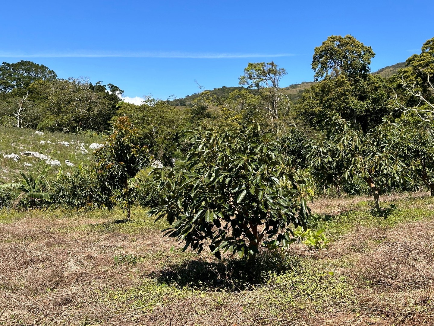 solares y terrenos - Vendo Oportunidad Finca De 132 Tareas Sembrada De Aguacate, Café, en Barahona 4