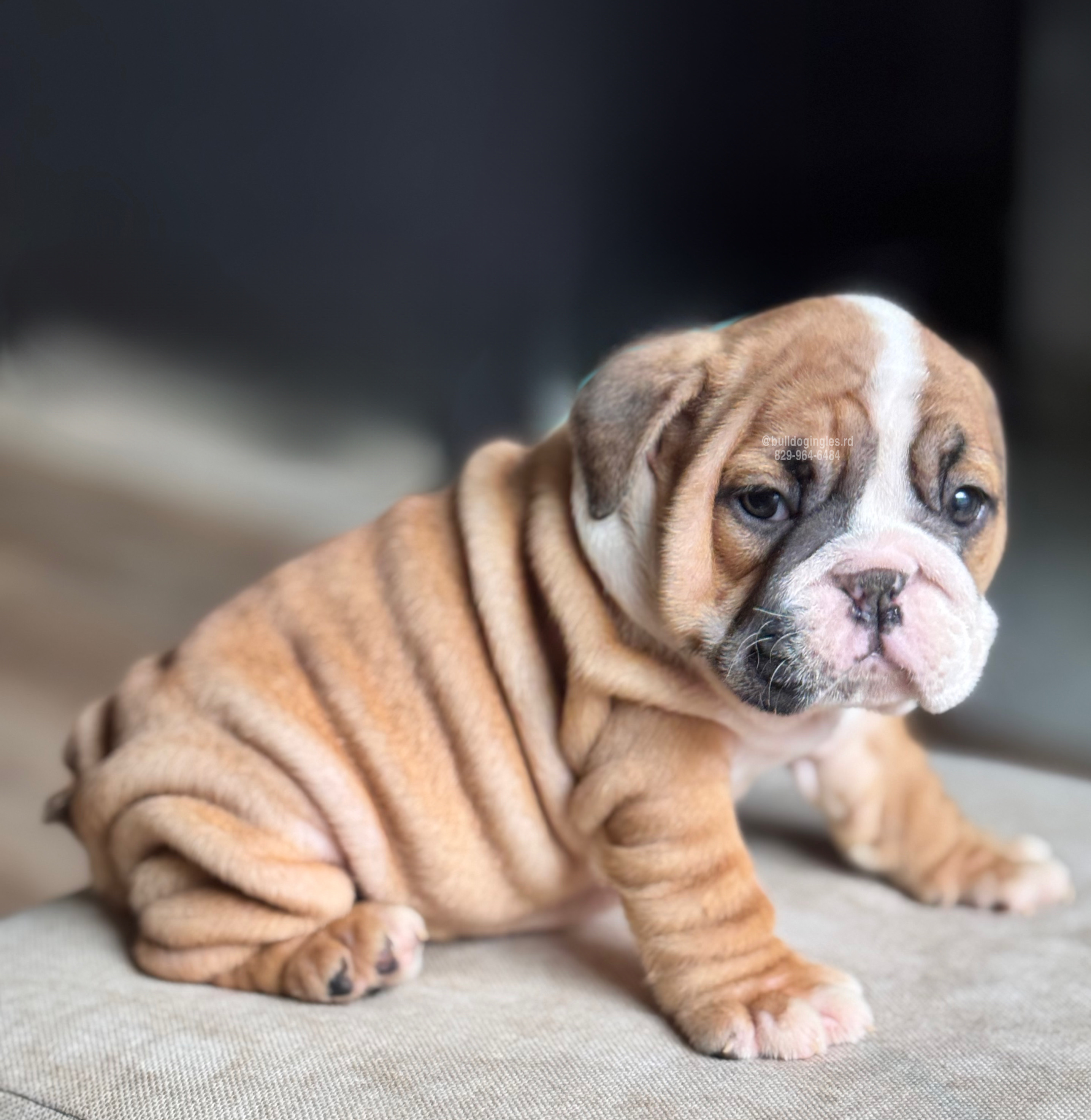 animales y mascotas - CACHORROS BULLDOG INGLES 6