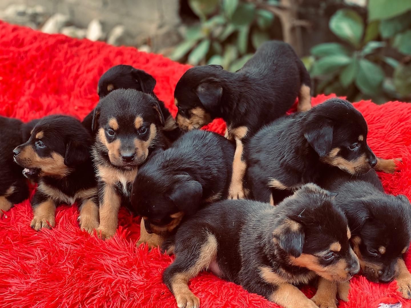 animales y mascotas - Perros rottweiler puros cachorros hembra y varones 100% puros   2