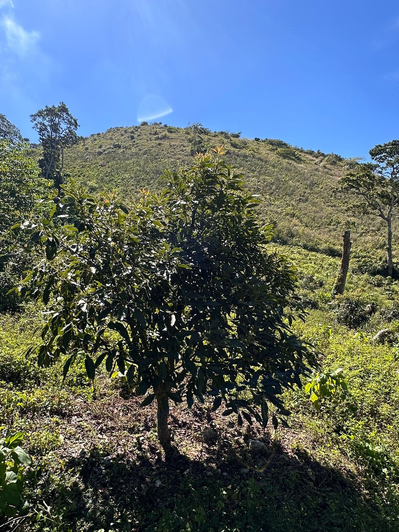 solares y terrenos - Vendo Oportunidad Finca De 132 Tareas Sembrada De Aguacate, Café, en Barahona 5