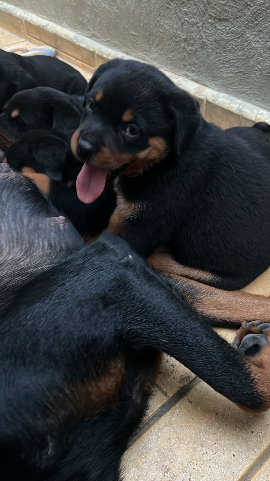 animales y mascotas - Cachorros Rottweiler Disp