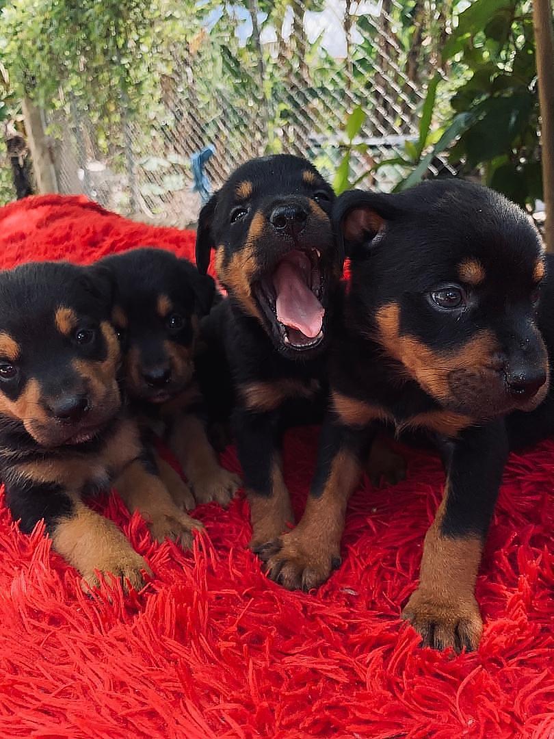 animales y mascotas - Perros rottweiler puros cachorros hembra y varones 100% puros   3