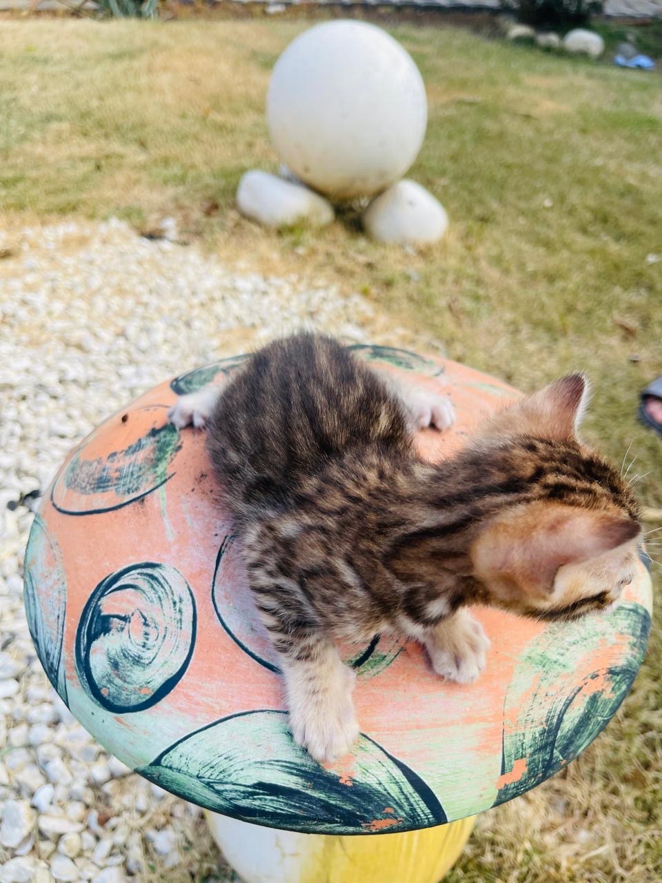 animales y mascotas - Gato Bengalí Hembra 2