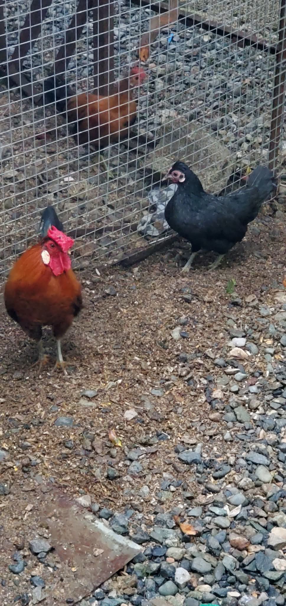 animales y mascotas - Gallinas Kiki disponible  2