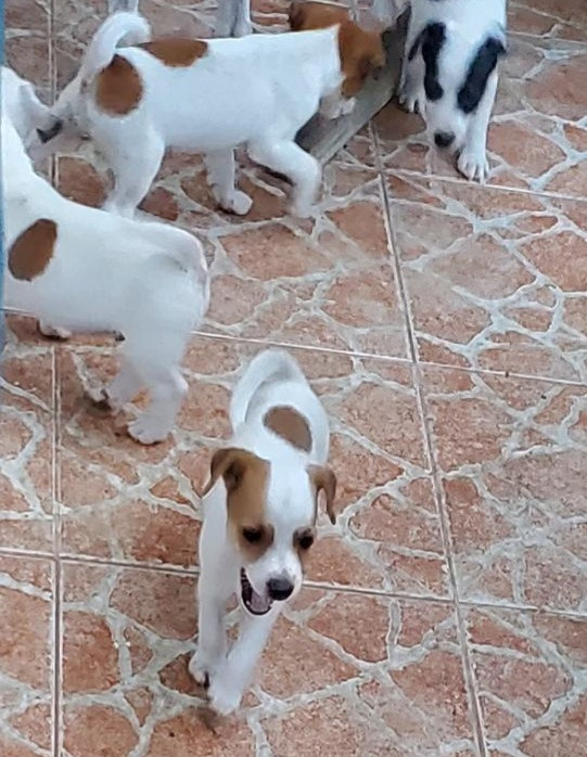 animales y mascotas - Perros Fox Terrier - Cachorros 2