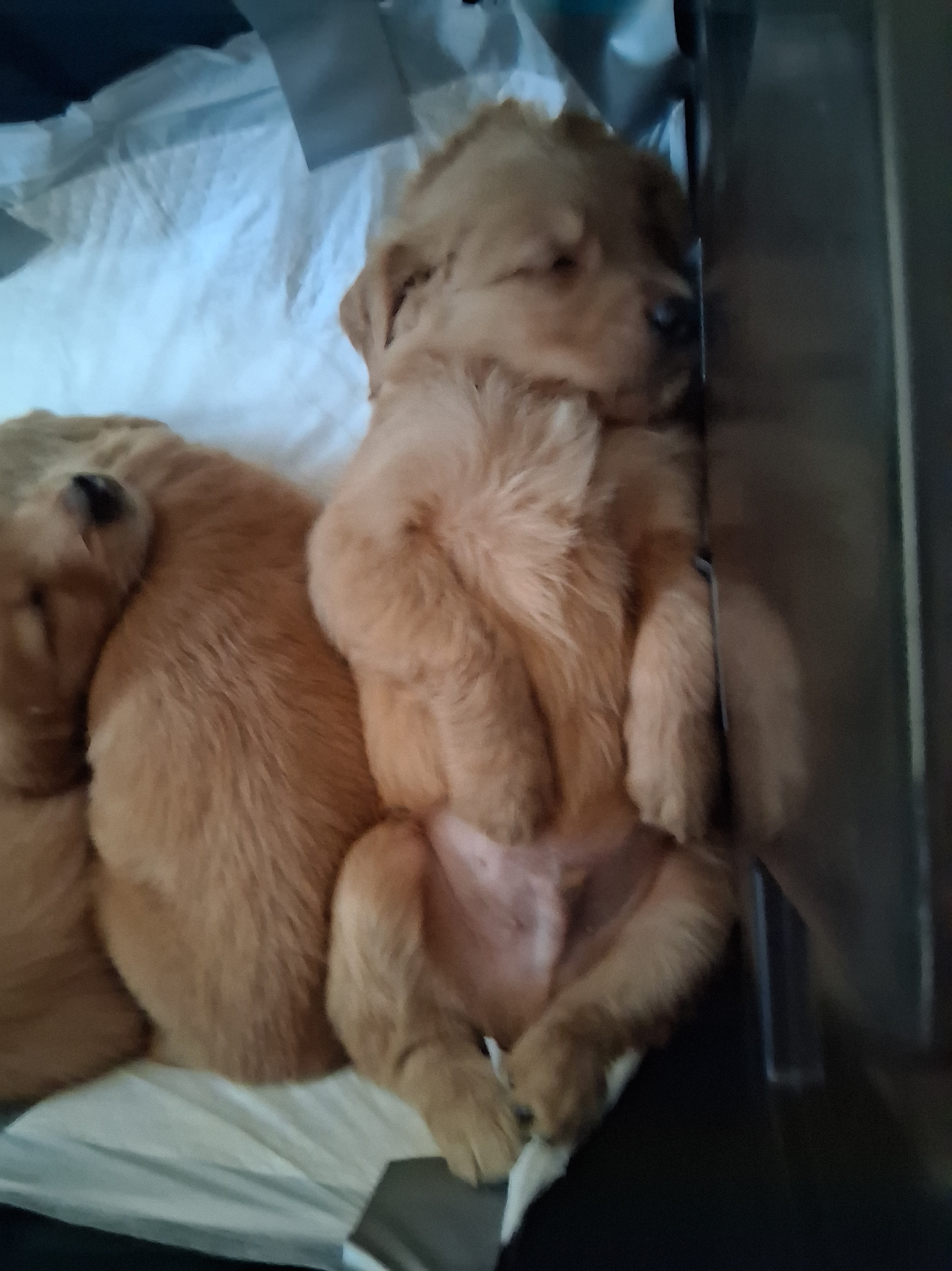 animales y mascotas - Hermoso golden retriever disponible son adorables  2