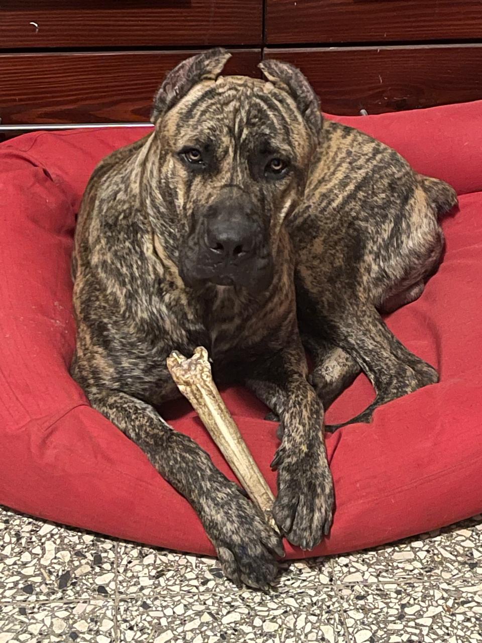 animales y mascotas - Bandog  0