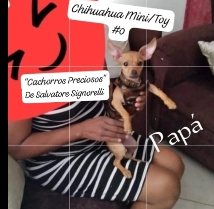 animales y mascotas - Chihuadoodle Miniature "Goldendoodle Miniature mix Chihuahua Miniature" 0