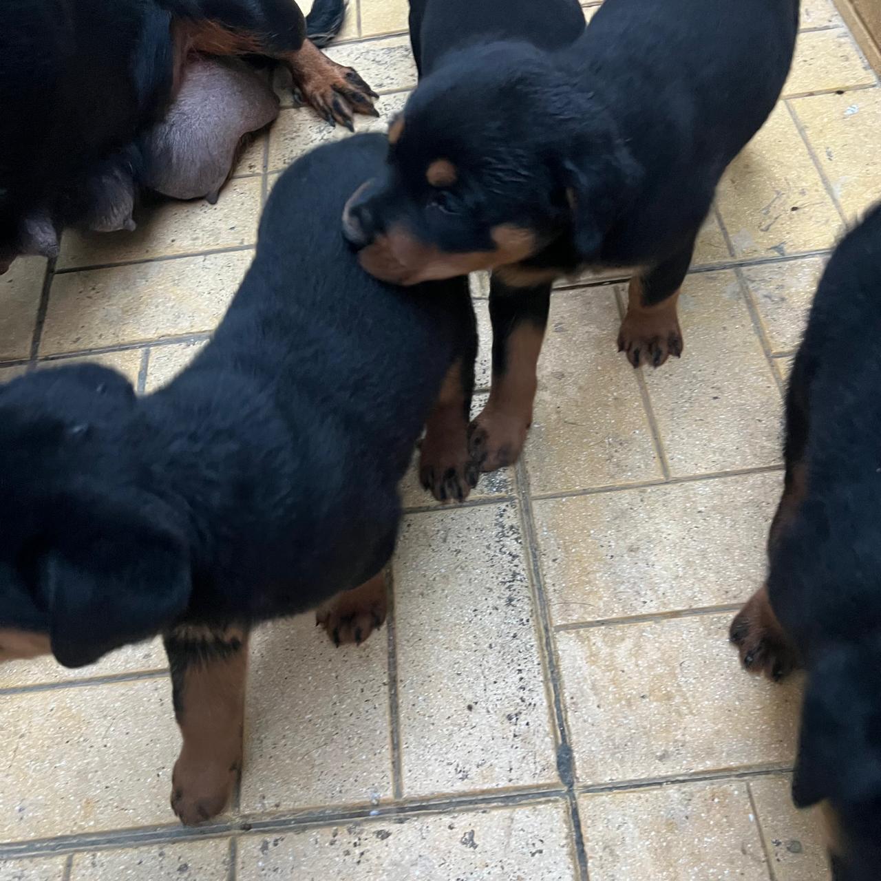 animales y mascotas - Cachorros Rottweiler Disp 1
