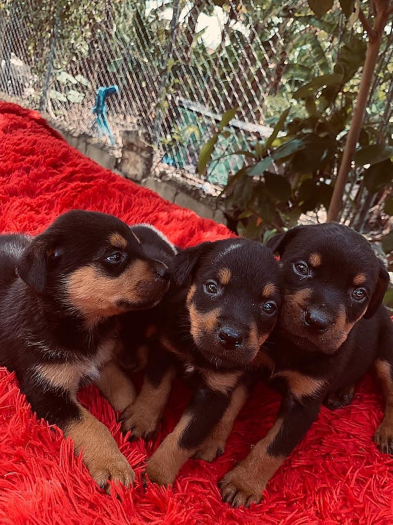 animales y mascotas - Perros rottweiler puros cachorros hembra y varones 100% puros   4