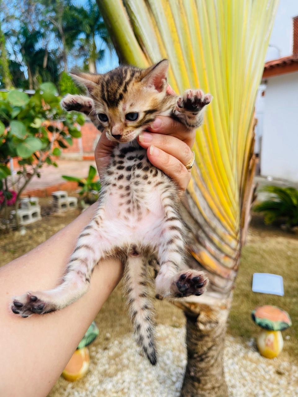 animales y mascotas - Gato Bengalí Hembra 3