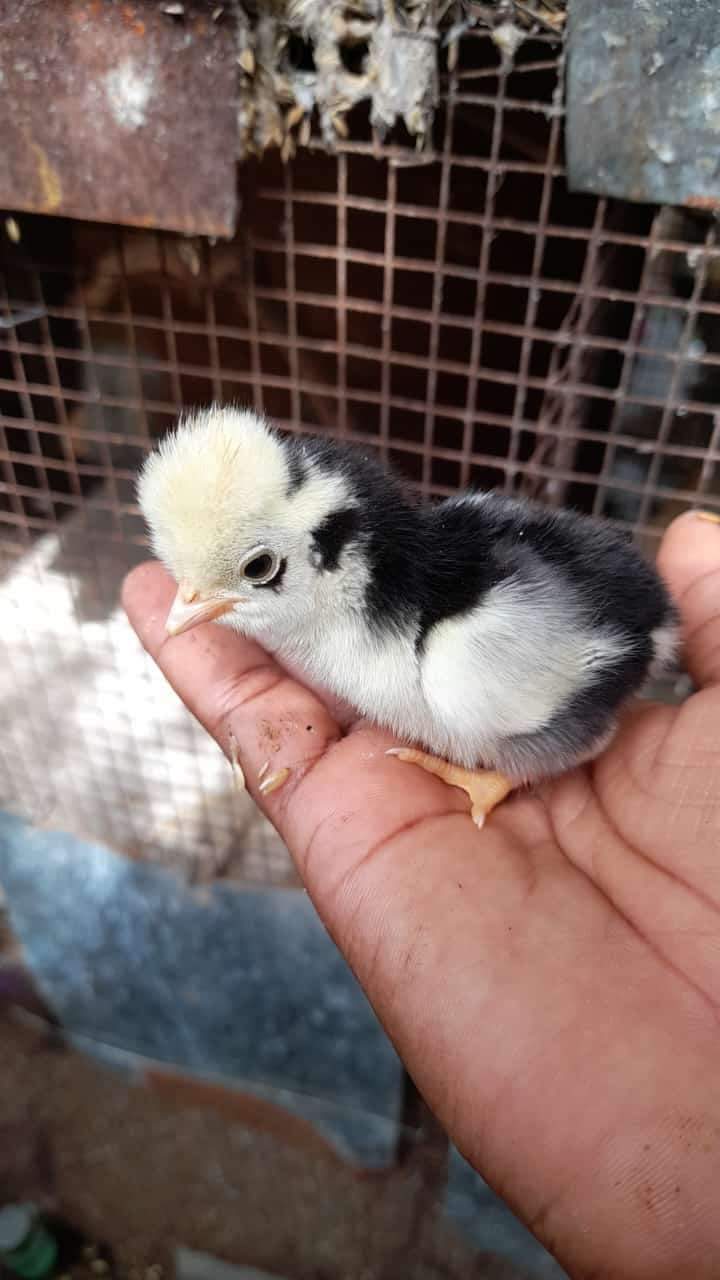 animales y mascotas - Gallinas Kiki disponible  3