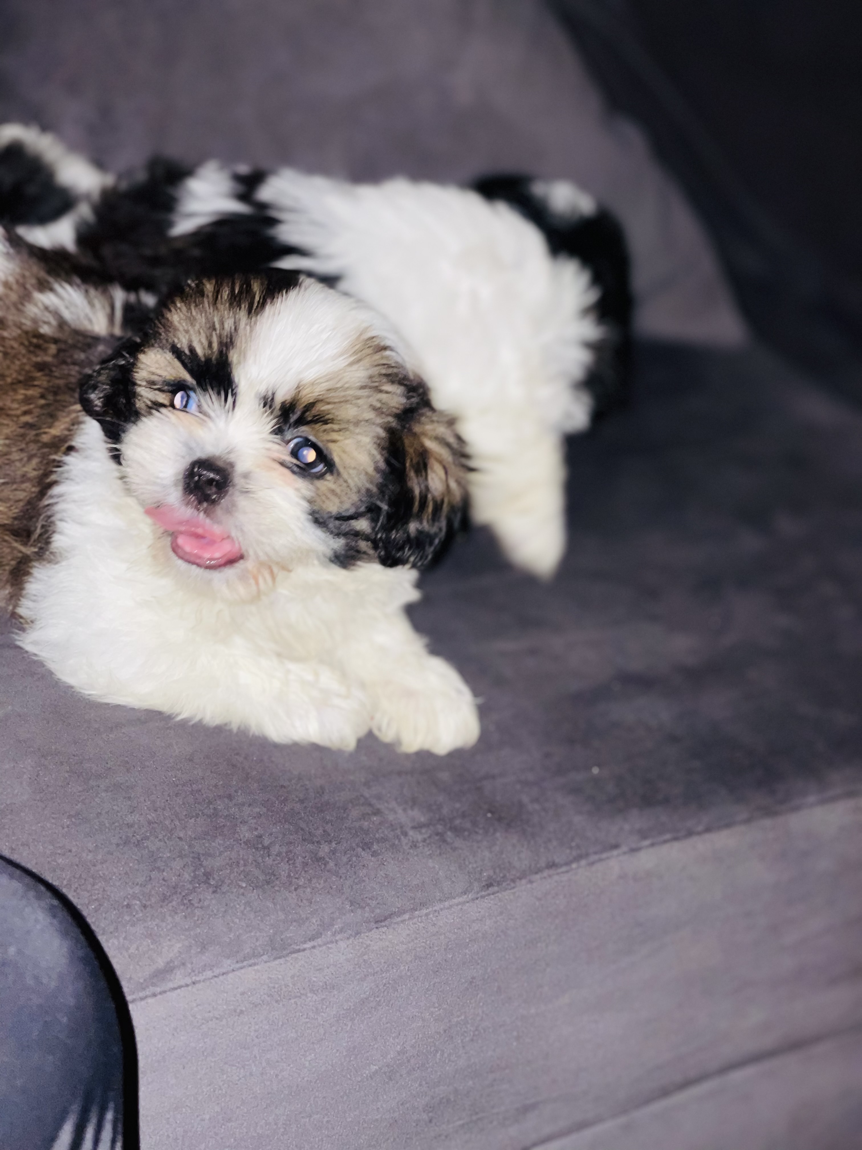 animales y mascotas - SHIH TZU MINI 