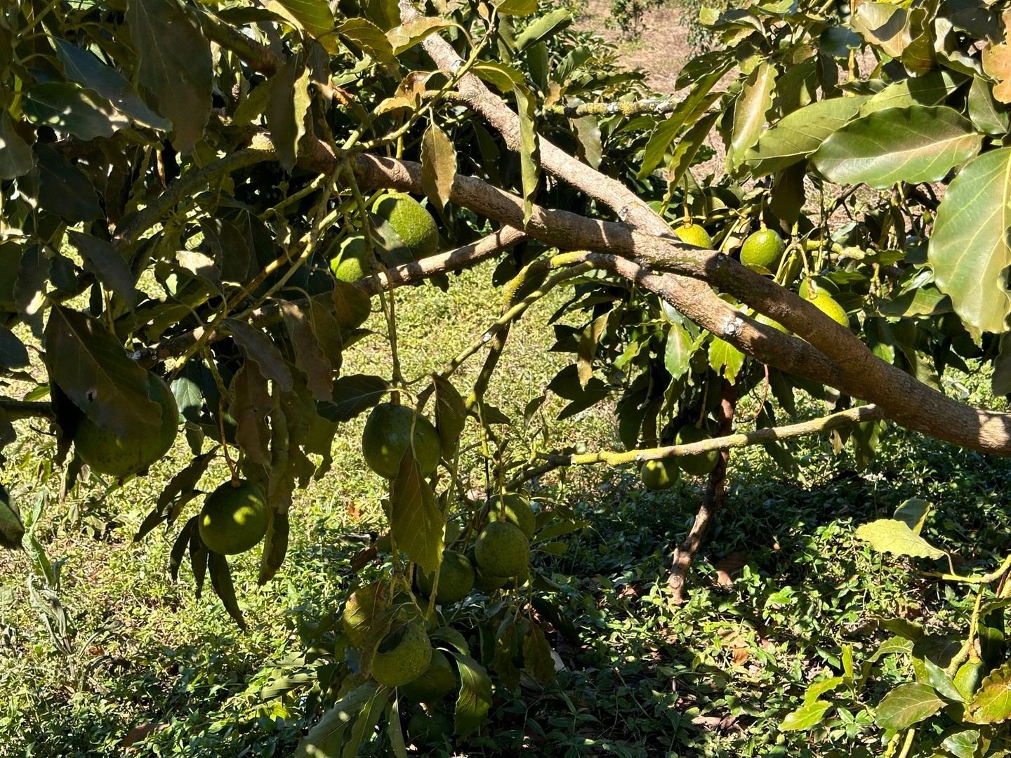 solares y terrenos - Vendo Oportunidad Finca De 132 Tareas Sembrada De Aguacate, Café, en Barahona 7