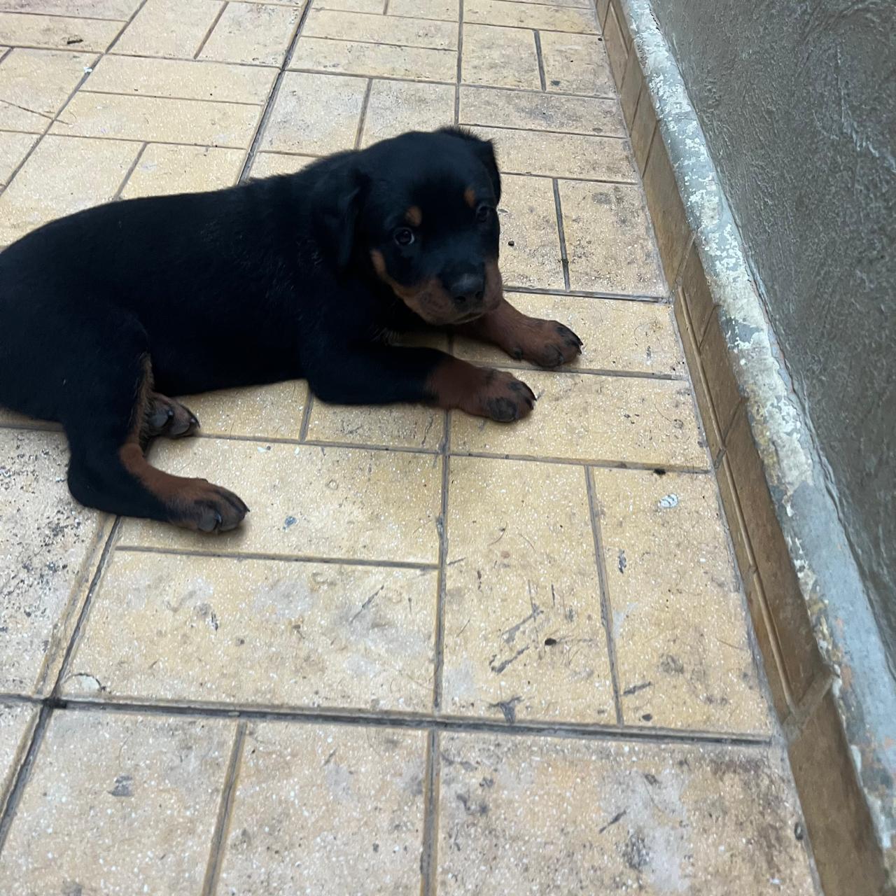 animales y mascotas - Cachorros Rottweiler Disp 2