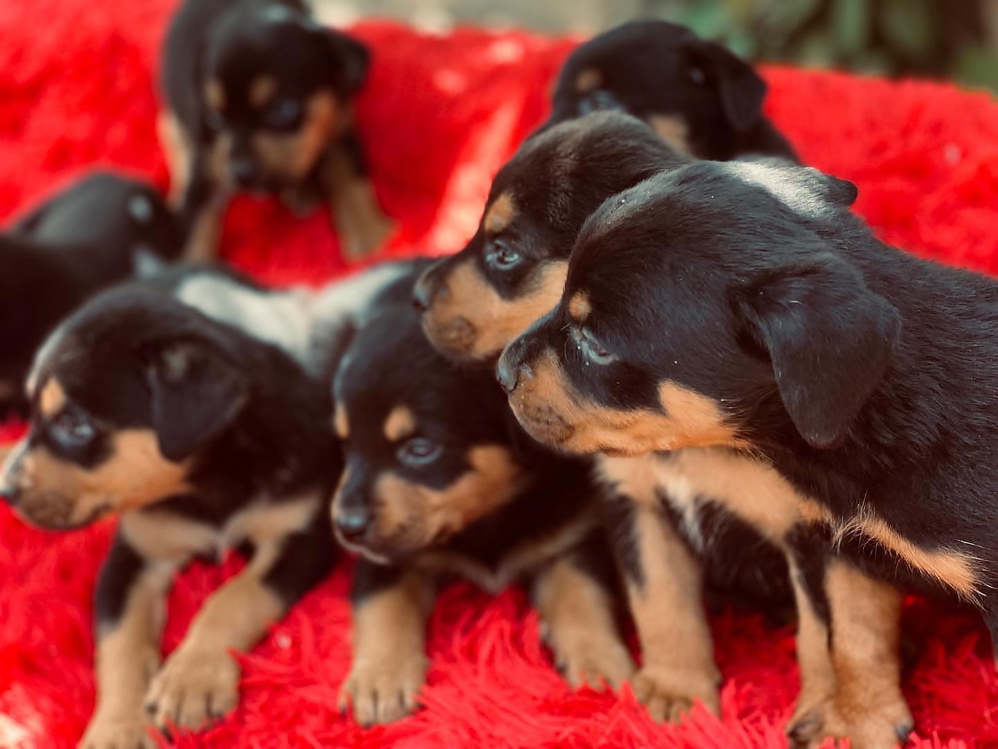 animales y mascotas - Perros rottweiler puros cachorros hembra y varones 100% puros   5