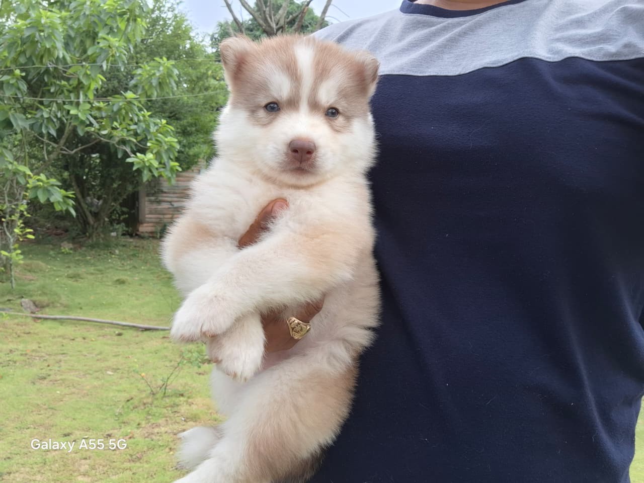 animales y mascotas - Husky siberiano hembras y machos. Huski, dog, pet, mascotas, perro, cachorro 1