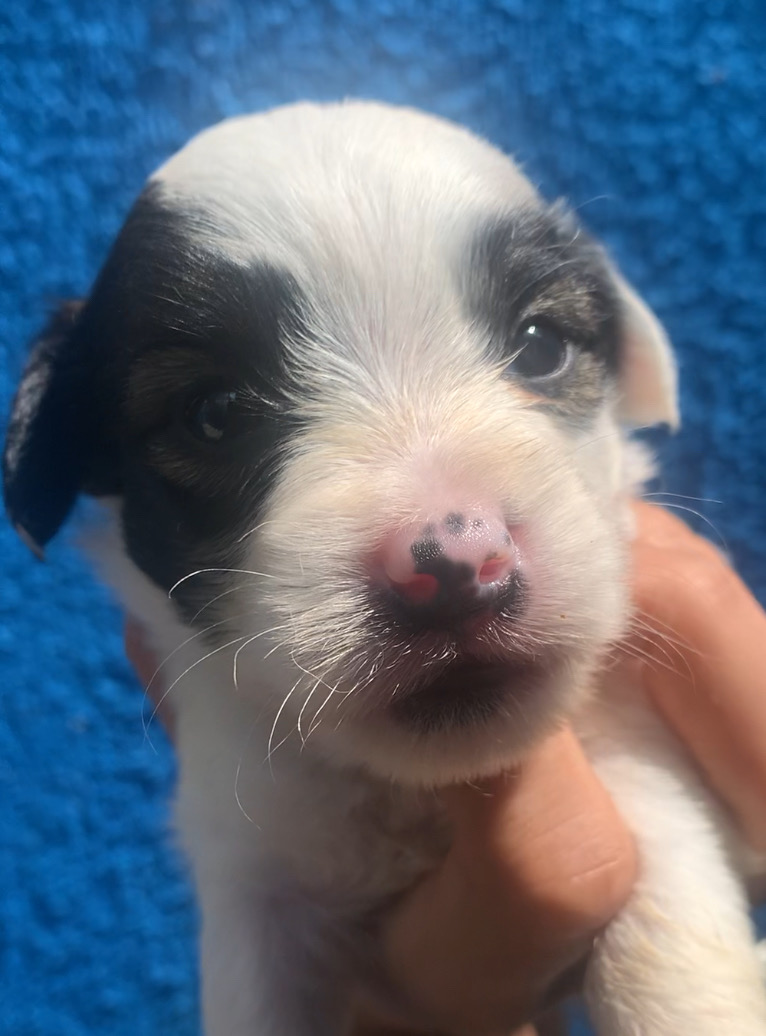 animales y mascotas - Perro macho poodle bebé 0