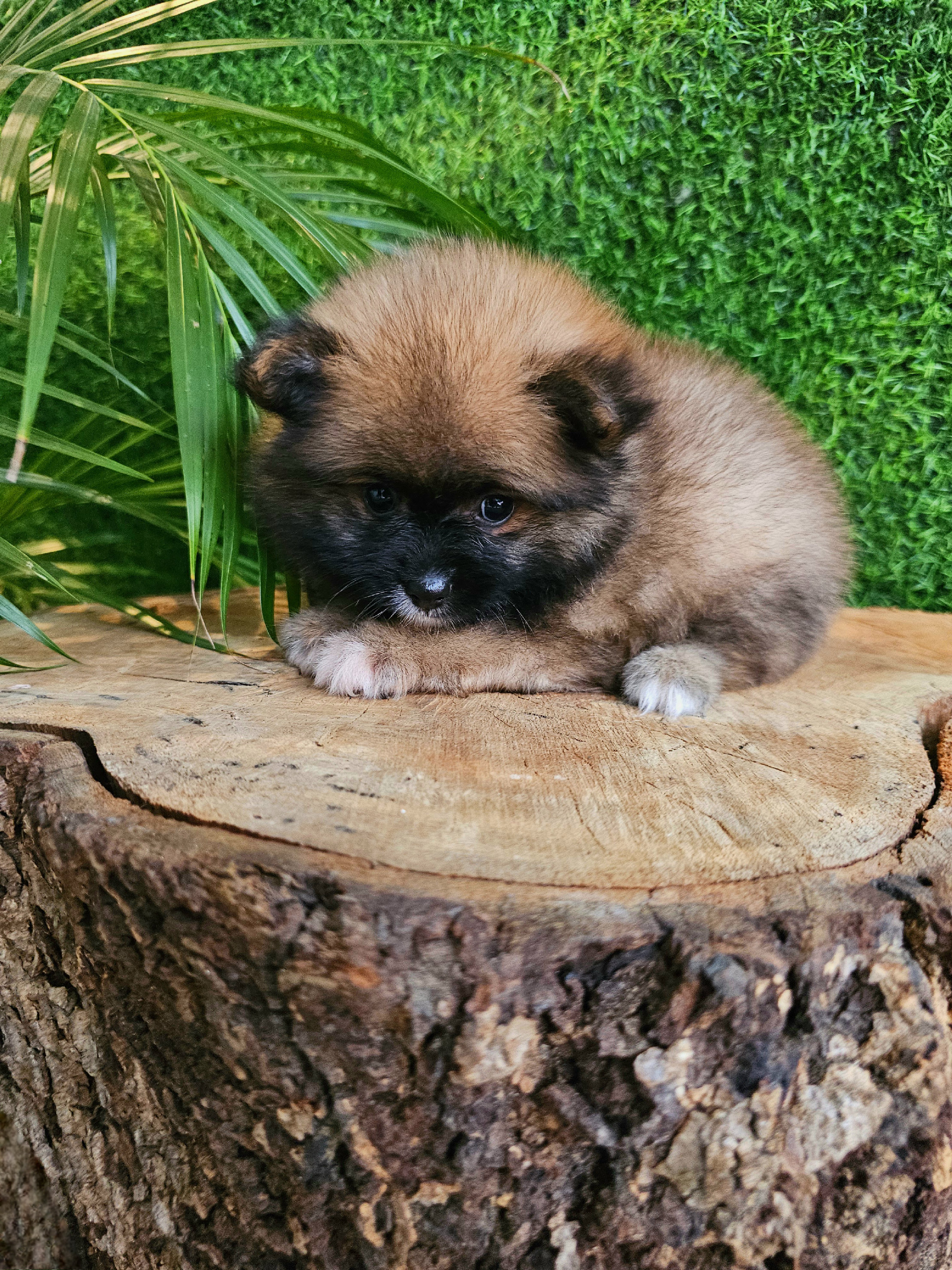animales y mascotas - pomerania super peludito y pequeñito 100% 1