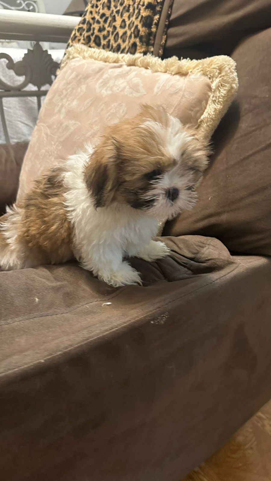 animales y mascotas - VENDO PERROS SHIHTZU 2 VARONES  VACUNADOS  4