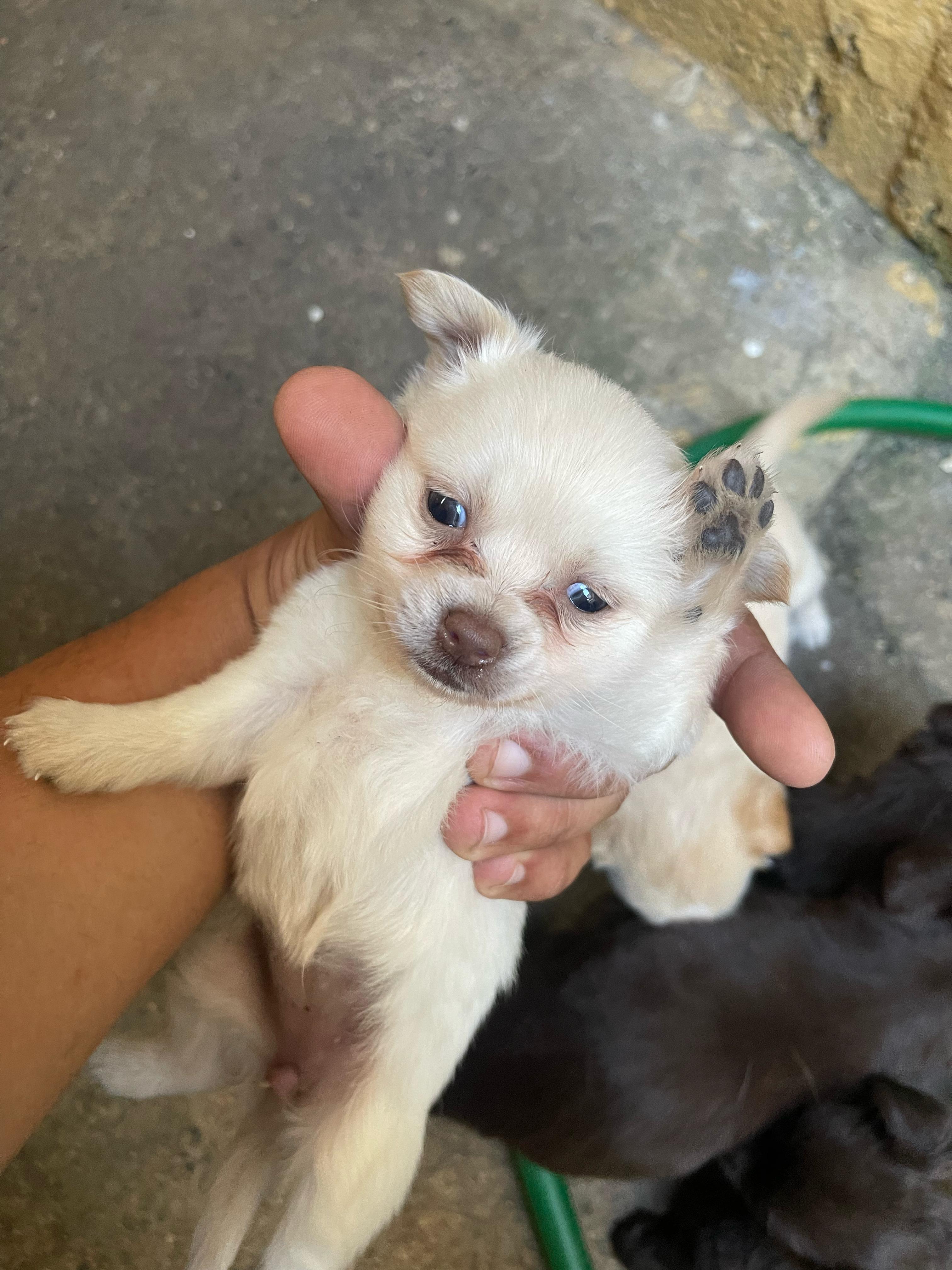 animales y mascotas - Perro Chihuahua mariposa 2