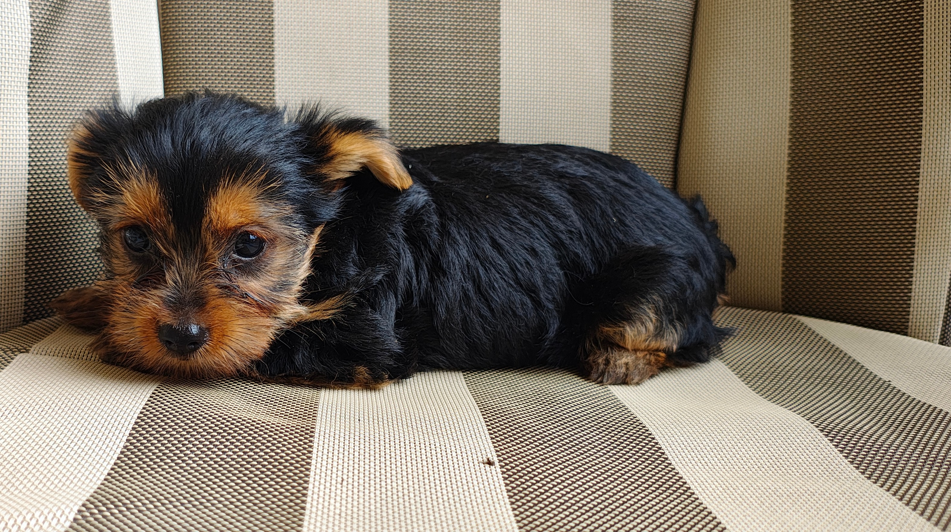 animales y mascotas - Yorki hembra  1