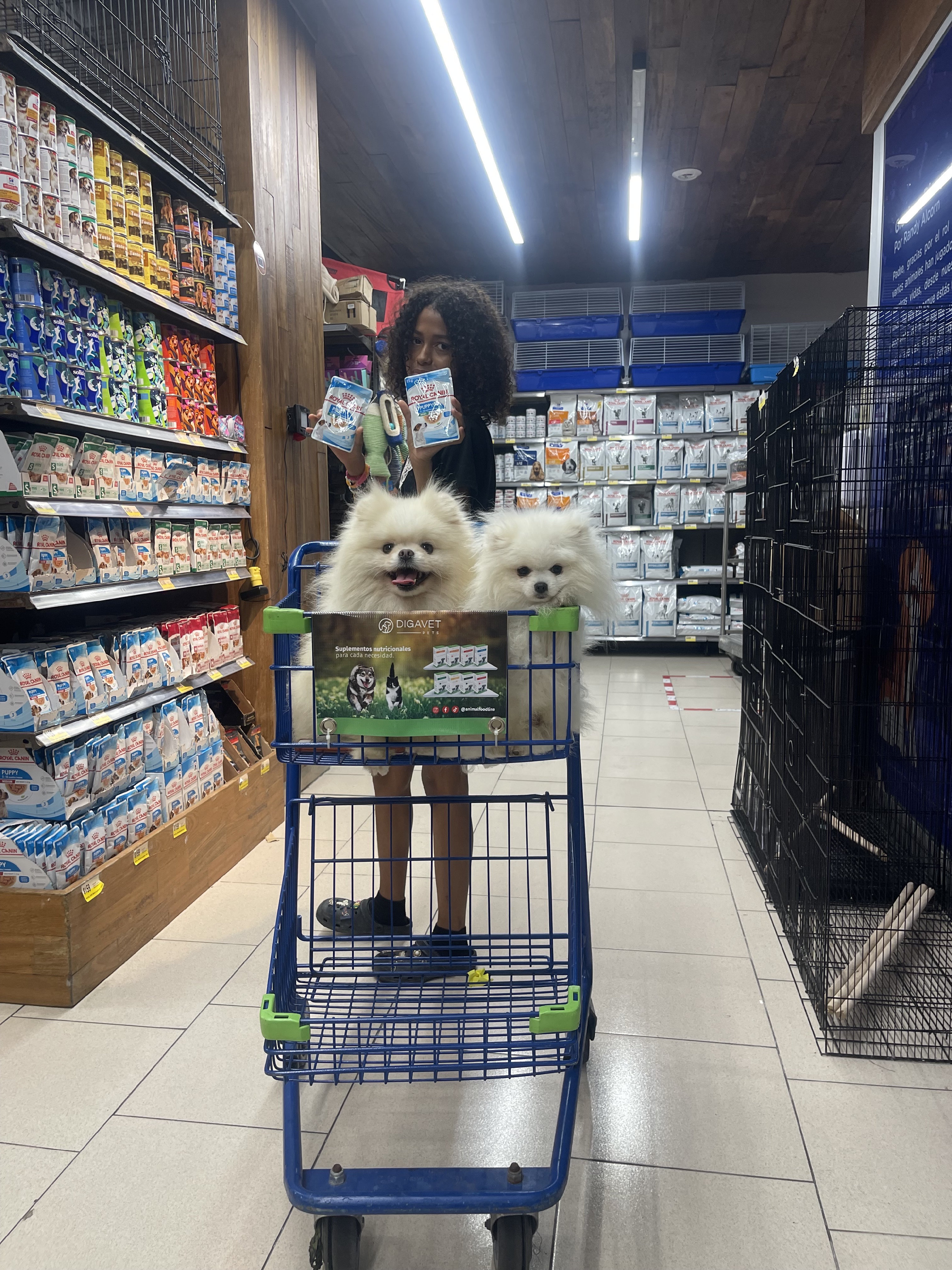 animales y mascotas - Pomerania padrote 4