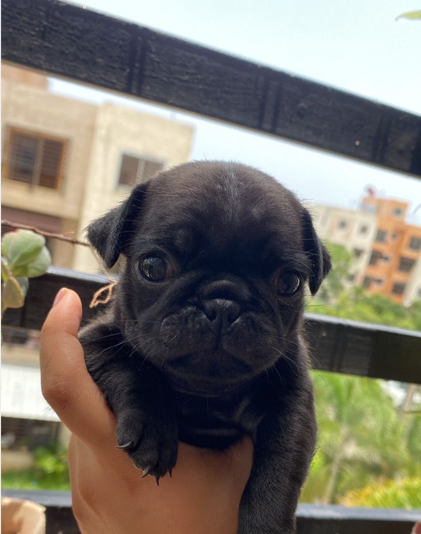 animales y mascotas - Cachorros Pugs  1