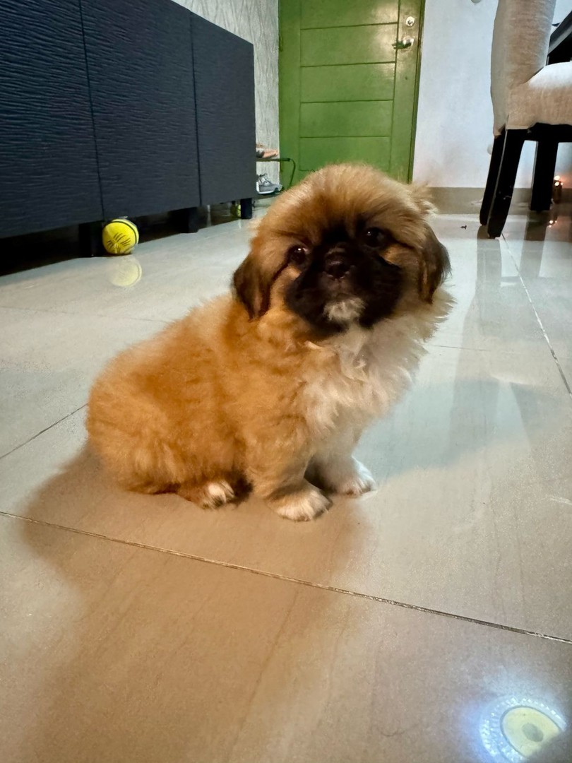 animales y mascotas - Tierno cachorro macho pekinés / pequinés en venta 7