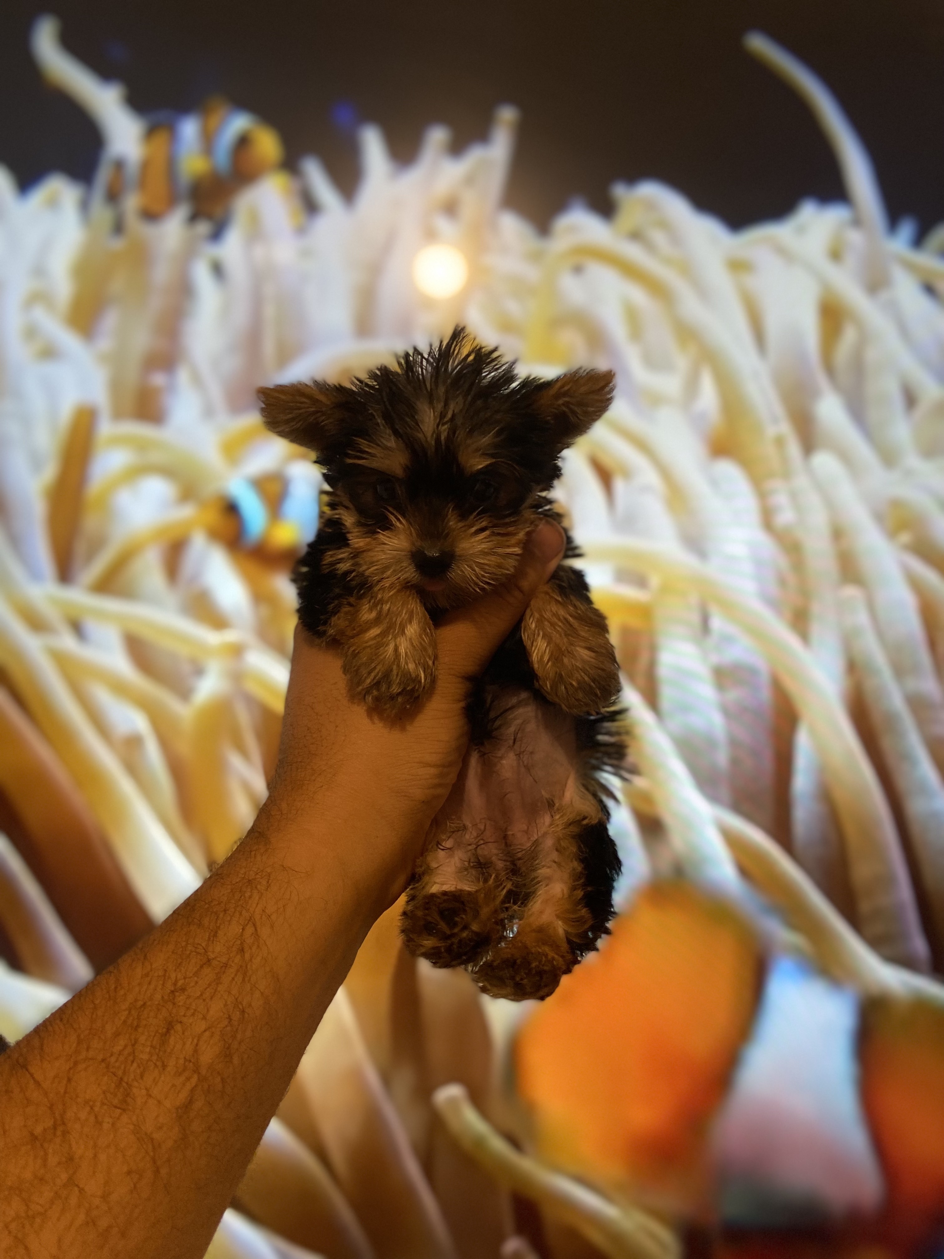 animales y mascotas - yorkie mini 2