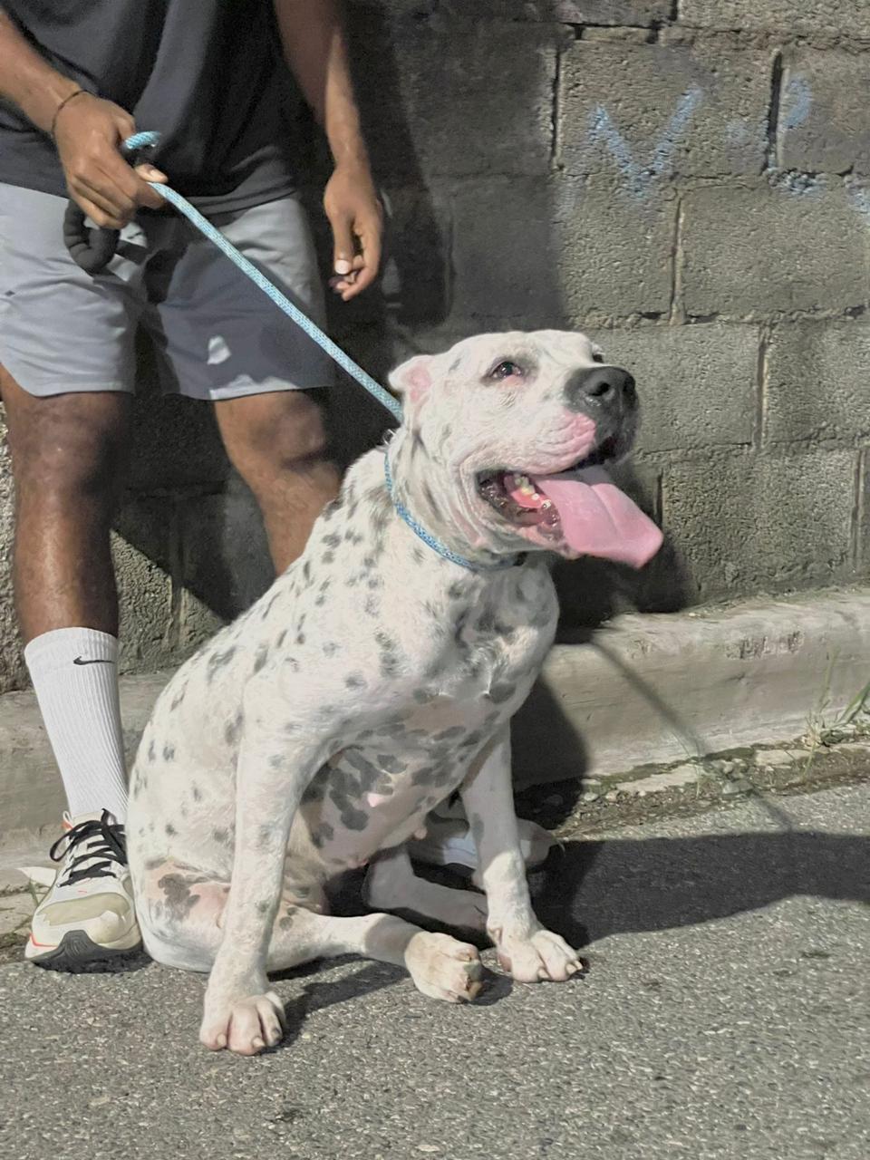 animales y mascotas - dogo argentino  1